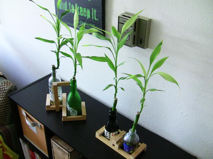 DIY Plant Wine Bottles