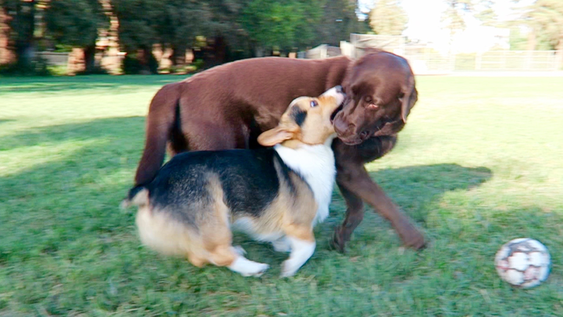 Corgi Vs Chocolate Lab