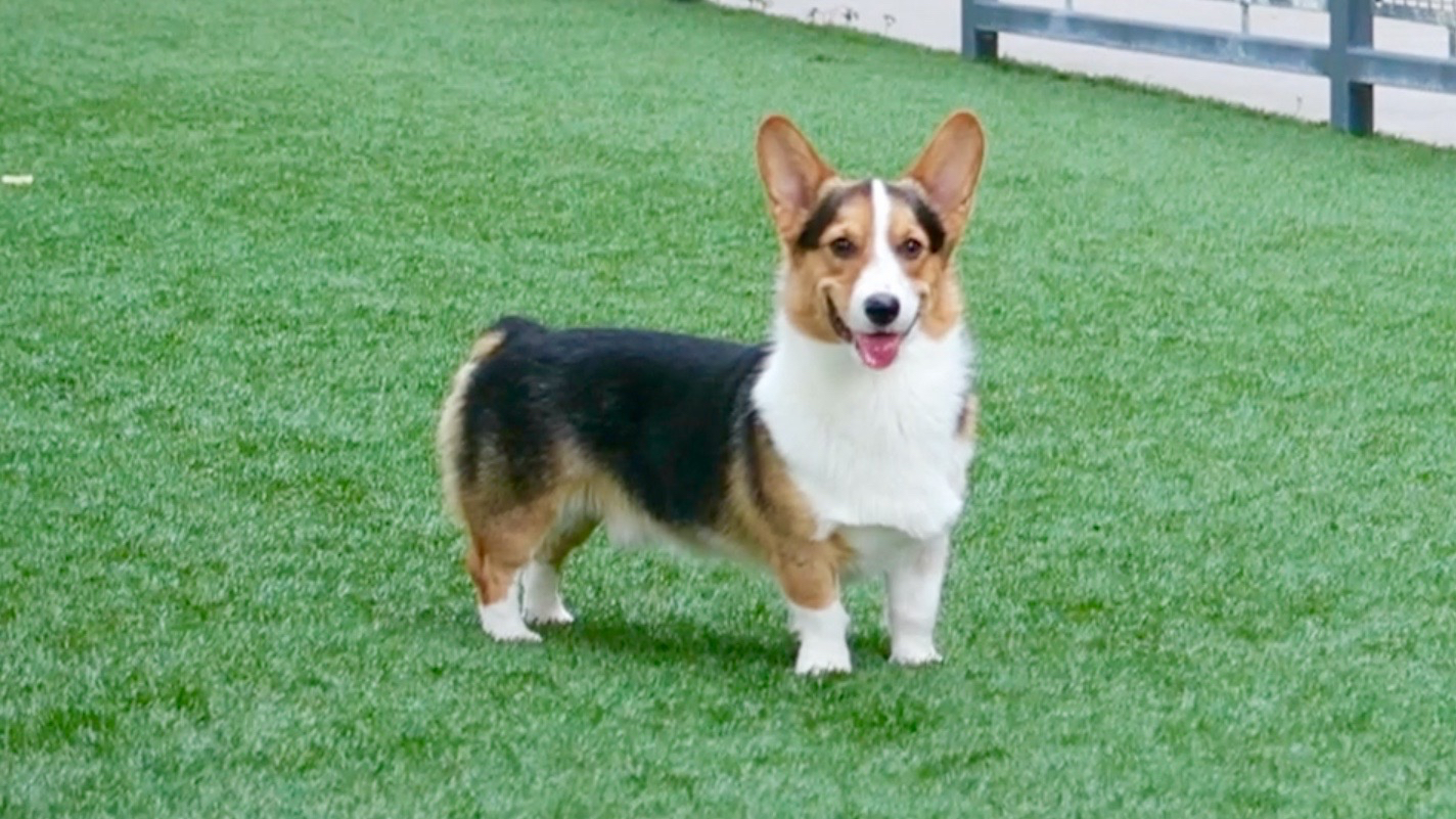 Corgi Personality