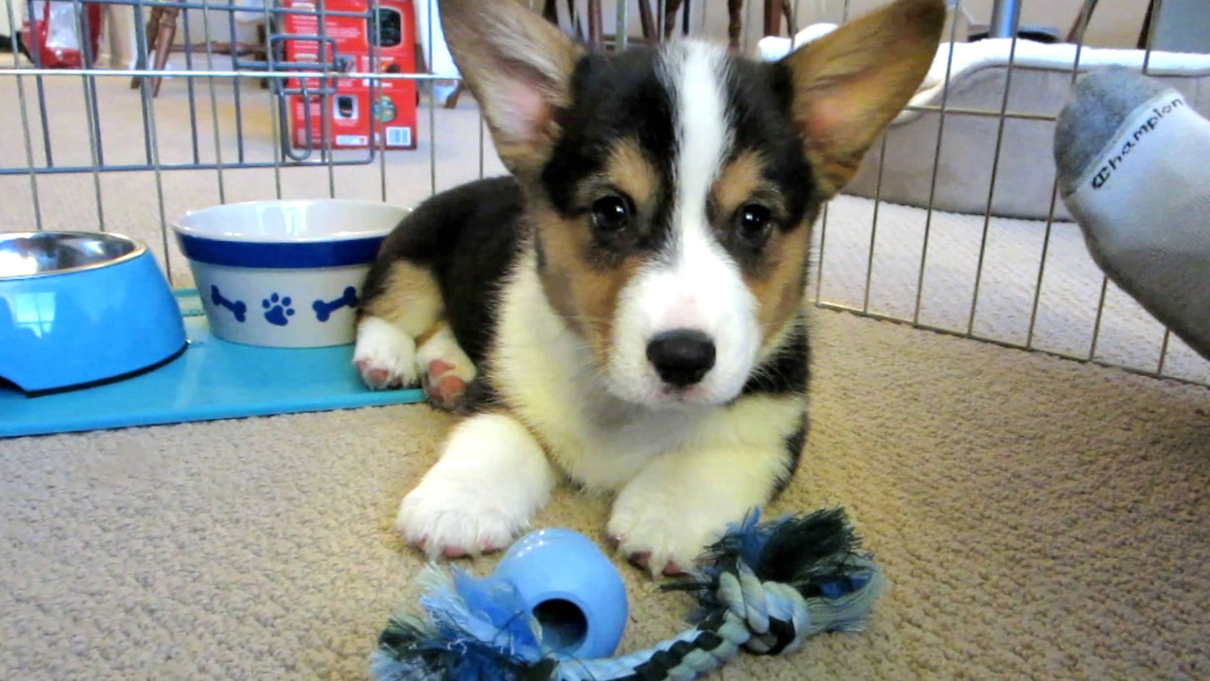 Corgi Puppy Comes Home