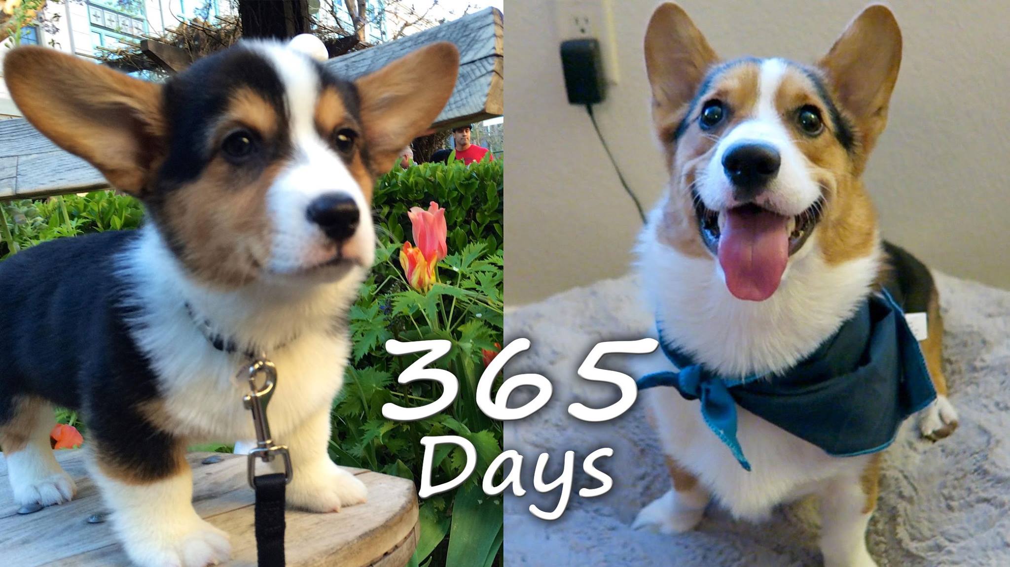 Puppyhood in 365 Days: Corgi Puppy Grows Up