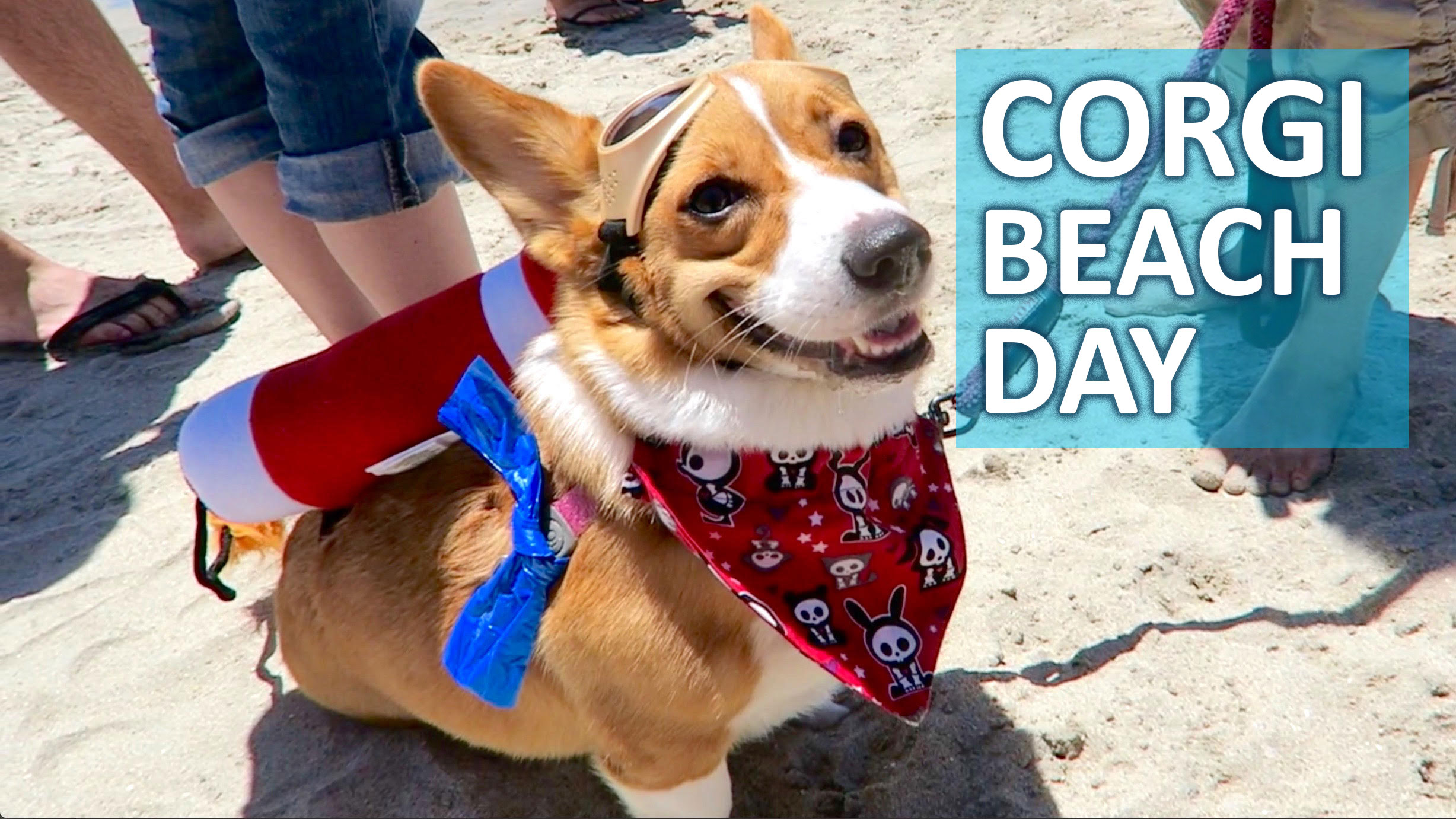 SoCal Corgi Beach Day