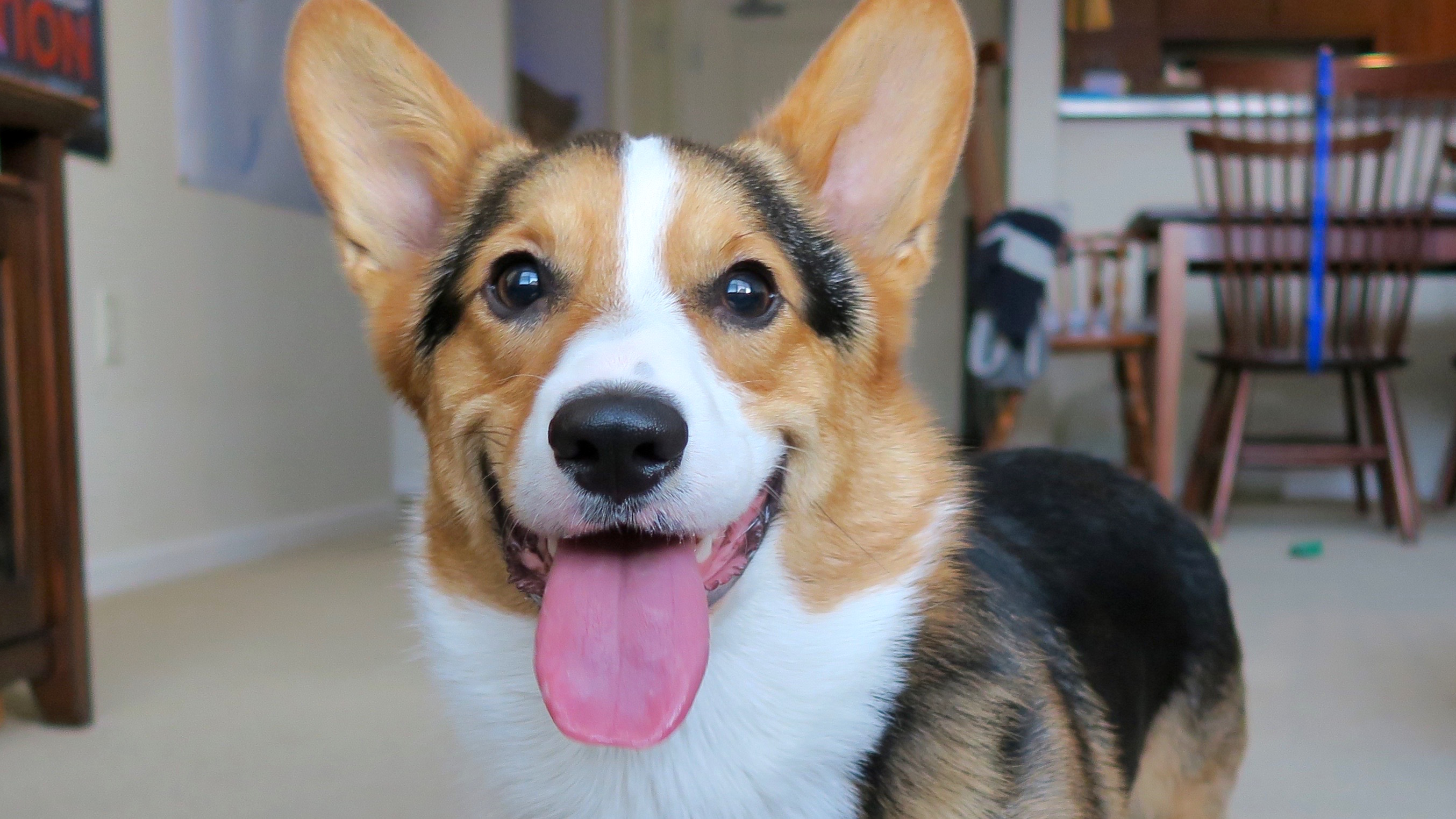 Pembroke Welsh Corgi