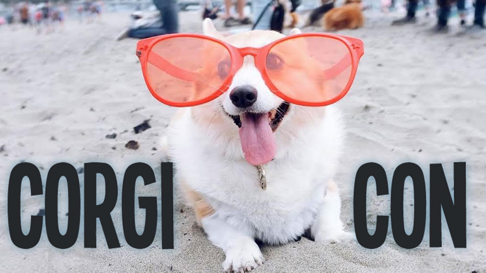 650+ CORGI PUPPIES ON THE BEACH @ CORGI CON