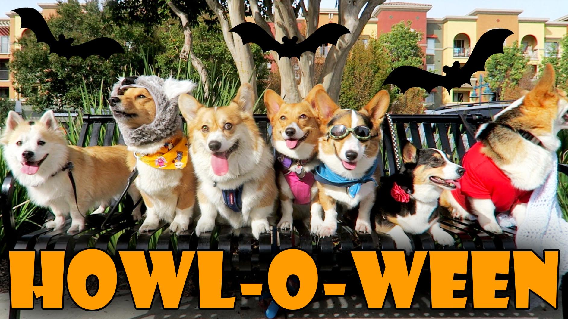 HALLOWEEN DOG COSTUME PARTY for CORGIS