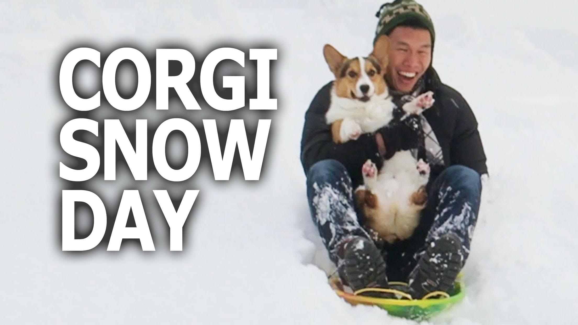 CORGI DOG SLEDS 1st TIME IN SNOW