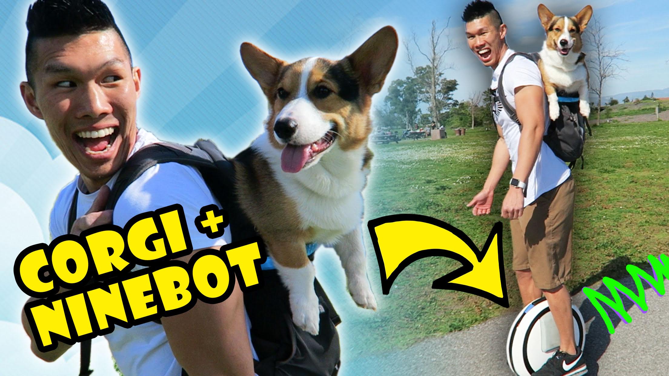 CORGI DOG IN BACKPACK RIDES NINEBOT HOVERBOARD