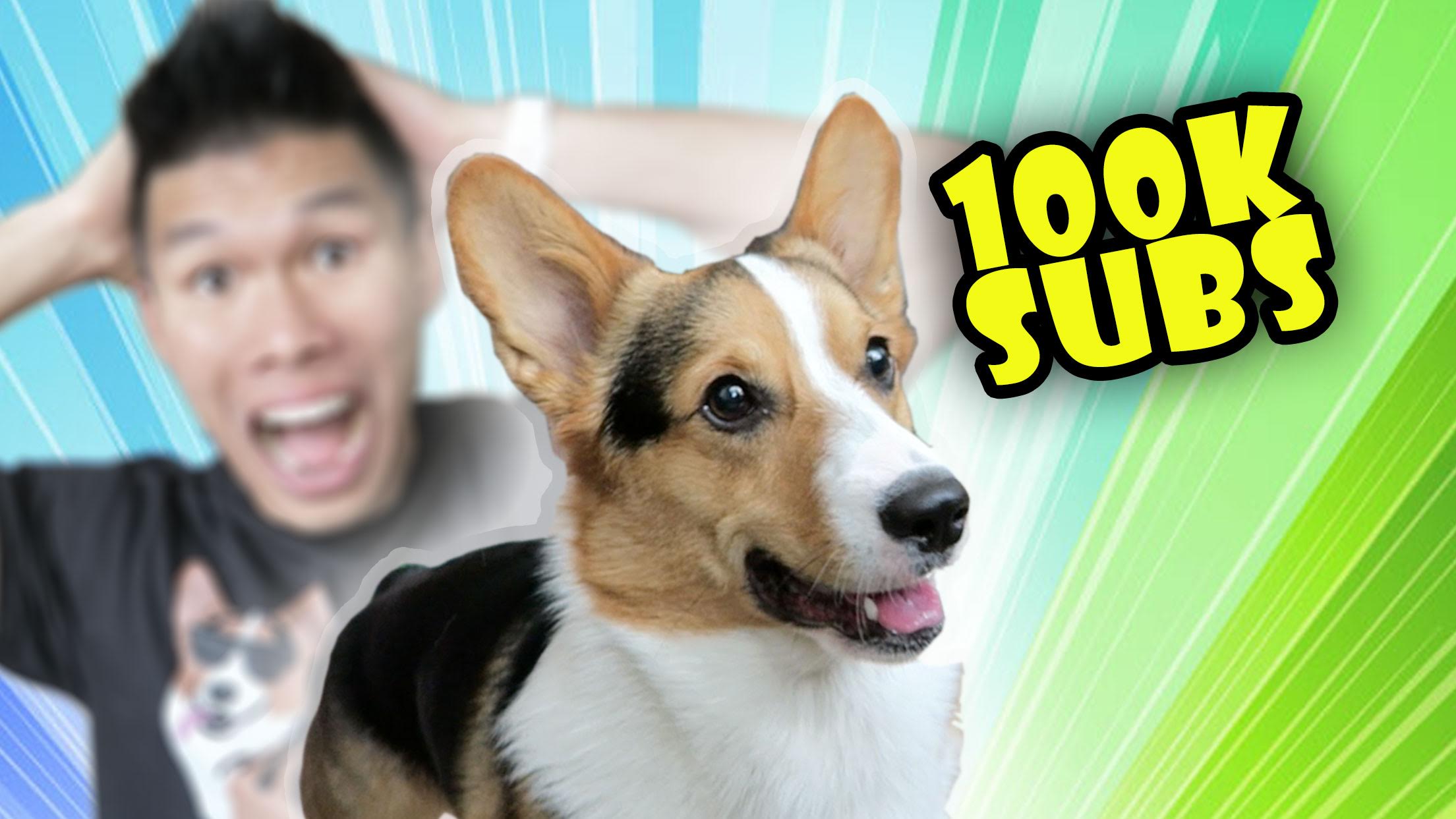 CORGI Gets HOW MANY SUBSCRIBERS?! MY REACTION - Life After College: Ep. 481