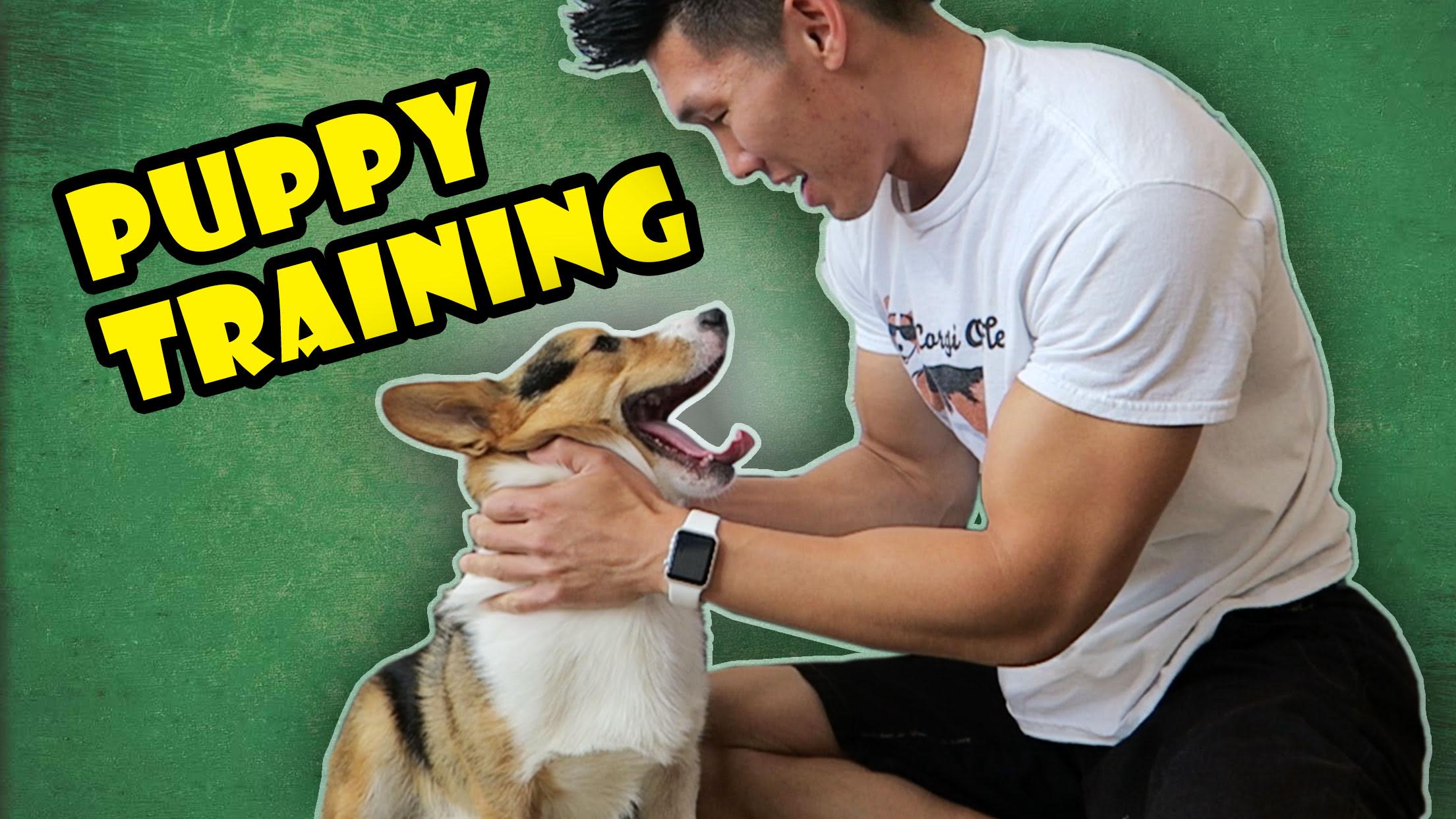 PUPPY TRAINING MY CORGI | TIPS & TRICKS