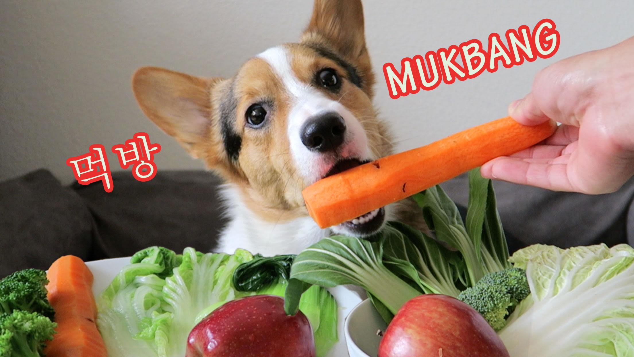 CORGI DOG ANNIHILATES VEGETABLES | MUKBANG EATING SHOW