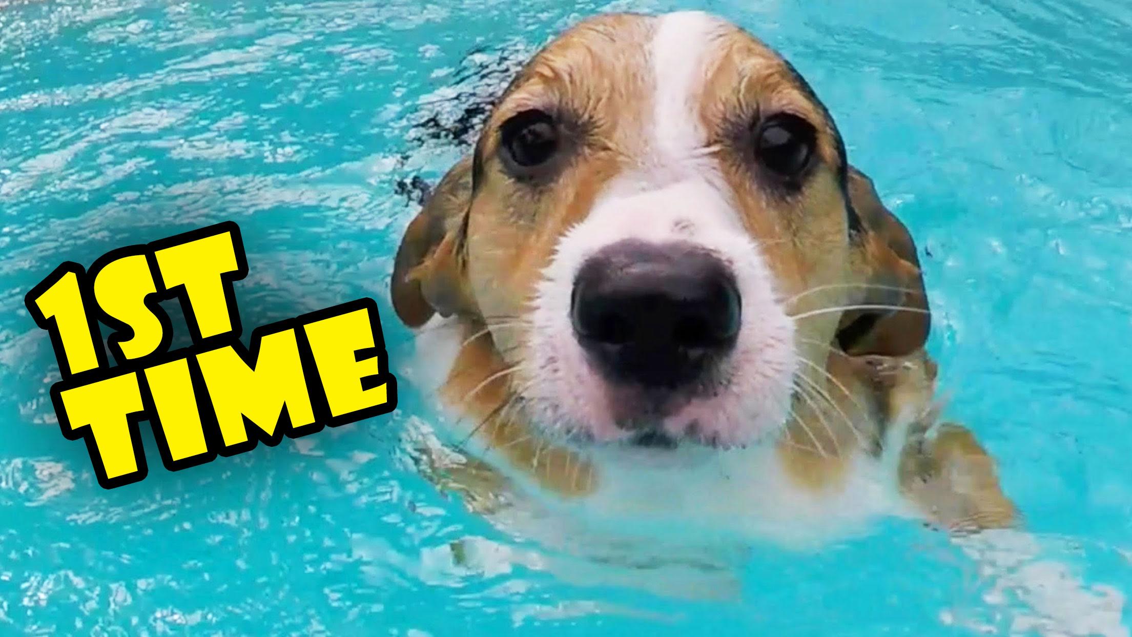 CORGI TRIES SWIMMING LESSONS FOR THE 1ST TIME