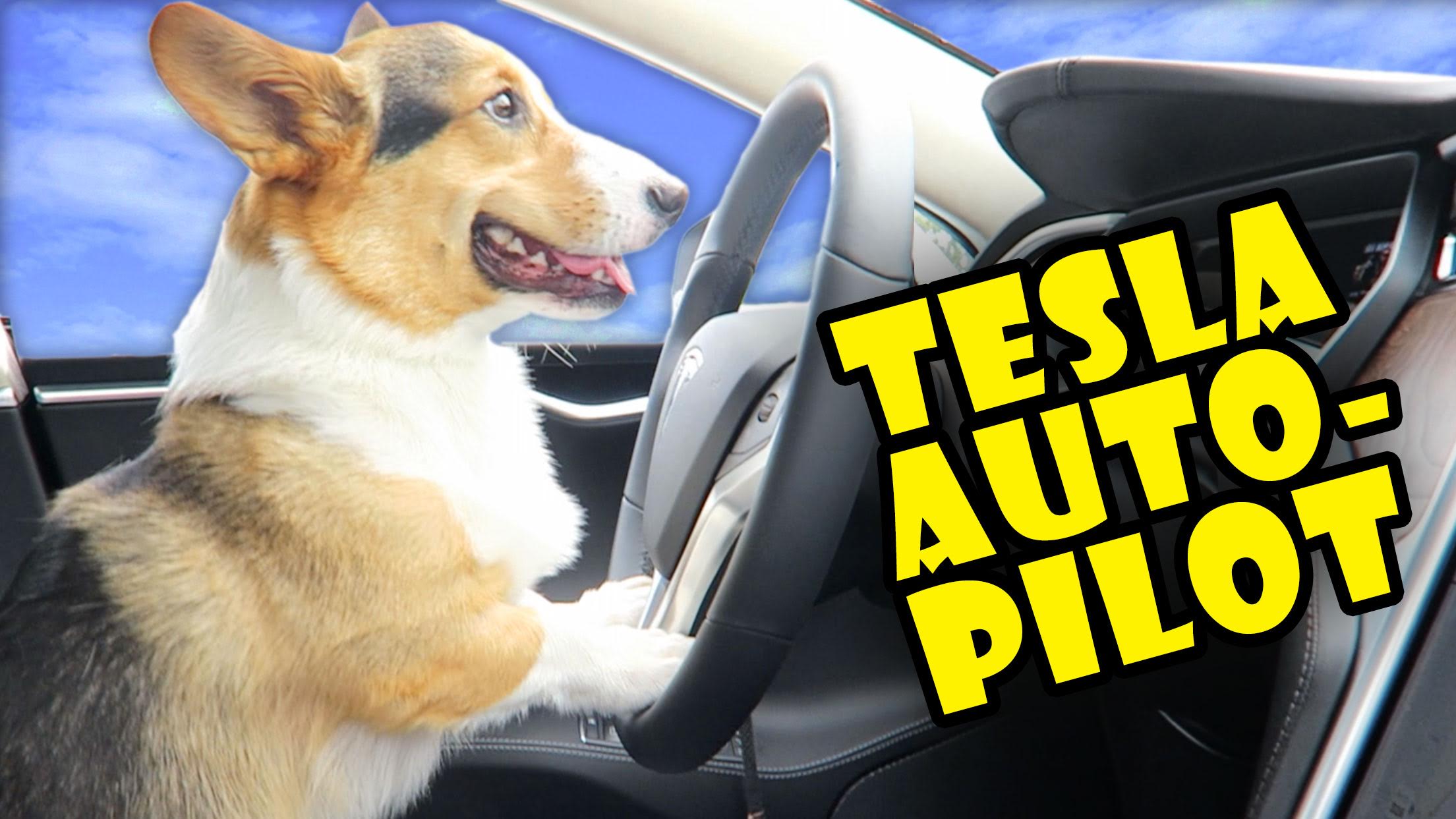 CORGI DRIVES New 2017 TESLA ON AUTO-PILOT???