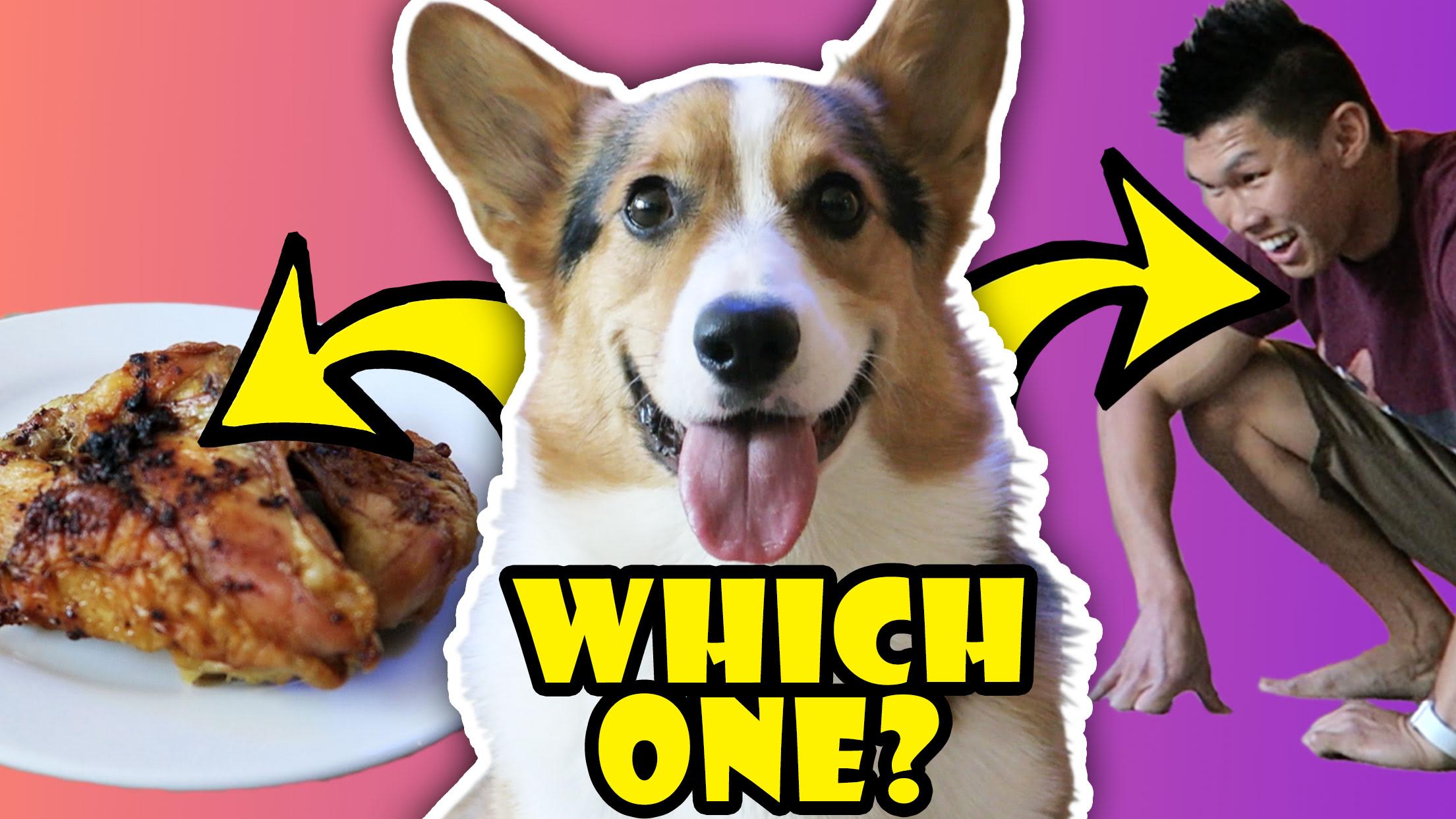 WILL MY DOG CHOOSE CHICKEN OVER ME?