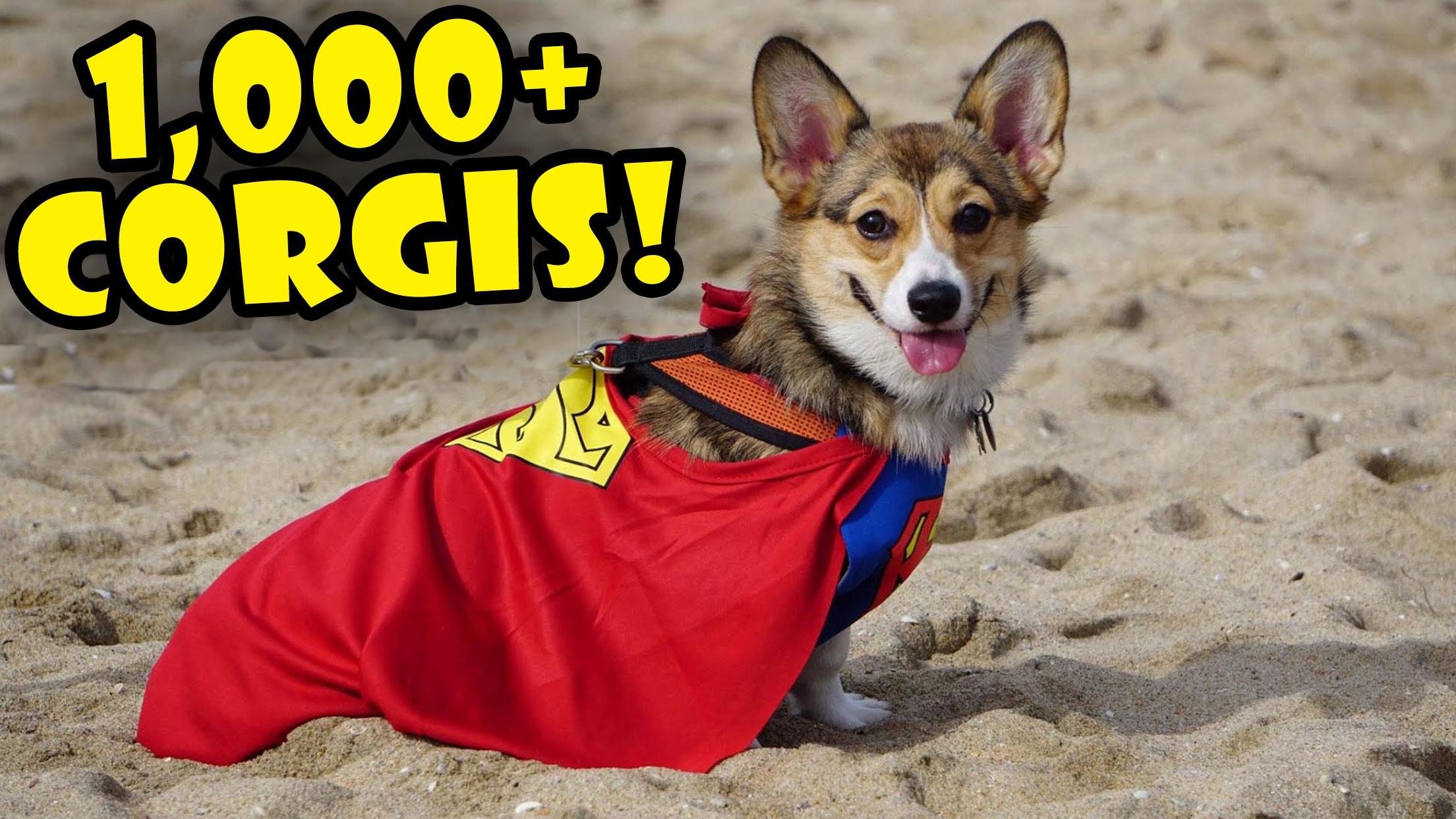 1000 CORGIS IN COSTUME - World’s Largest Corgi Party!