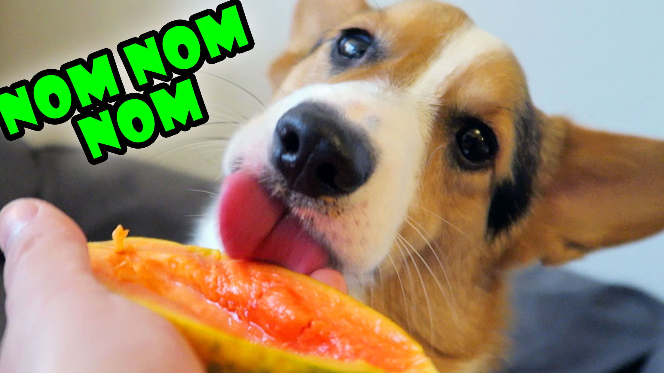 CORGI TRYING FRUIT FOR 2nd Time is Very SATISFYING