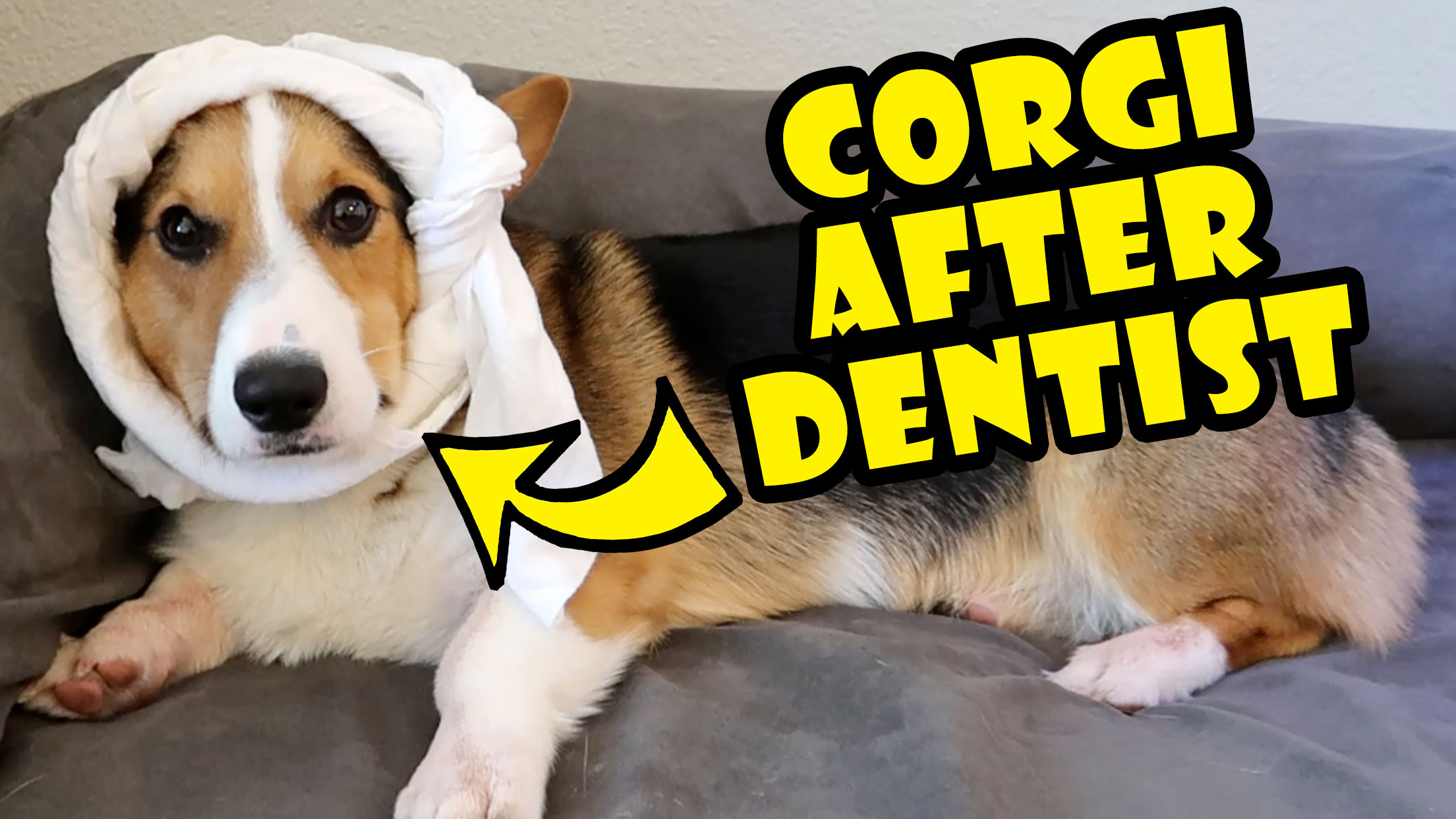 SCARIEST EXPERIENCE EVER - CORGI Root Canal Surgery
