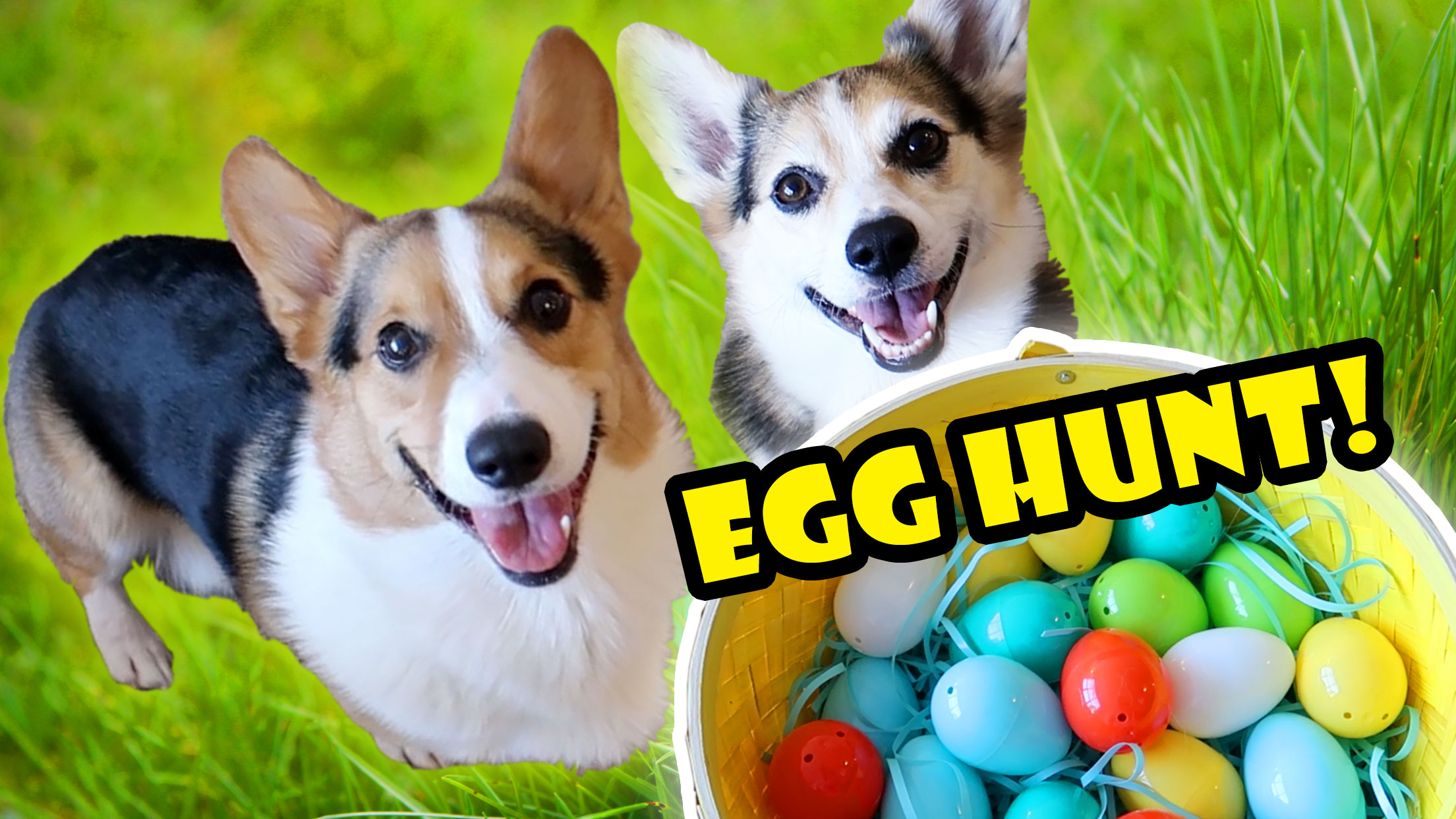 CORGIS SURPRISE EASTER EGG HUNT