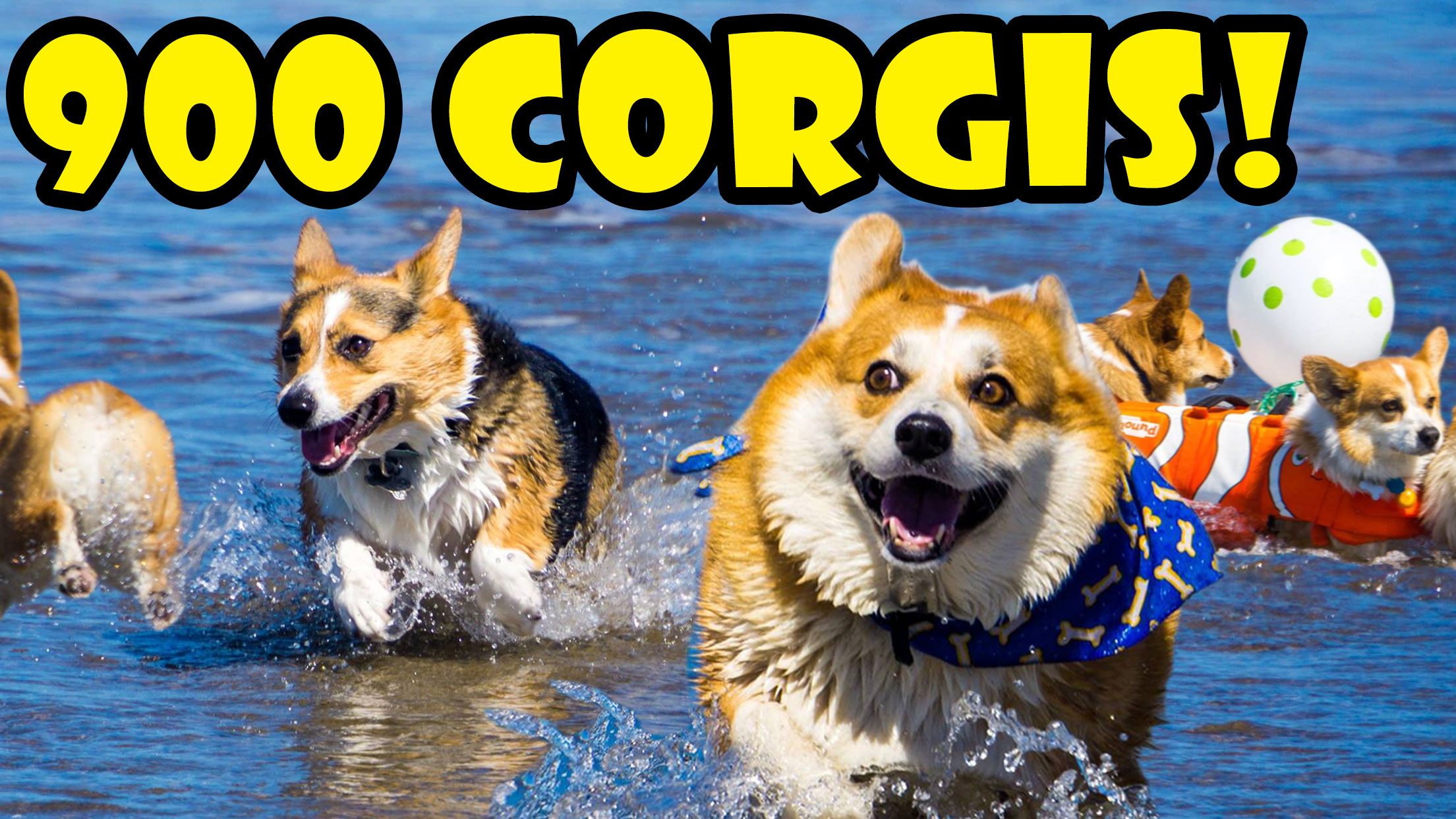900 CORGIS ON A BEACH - FULL DAY @ CORGI CON