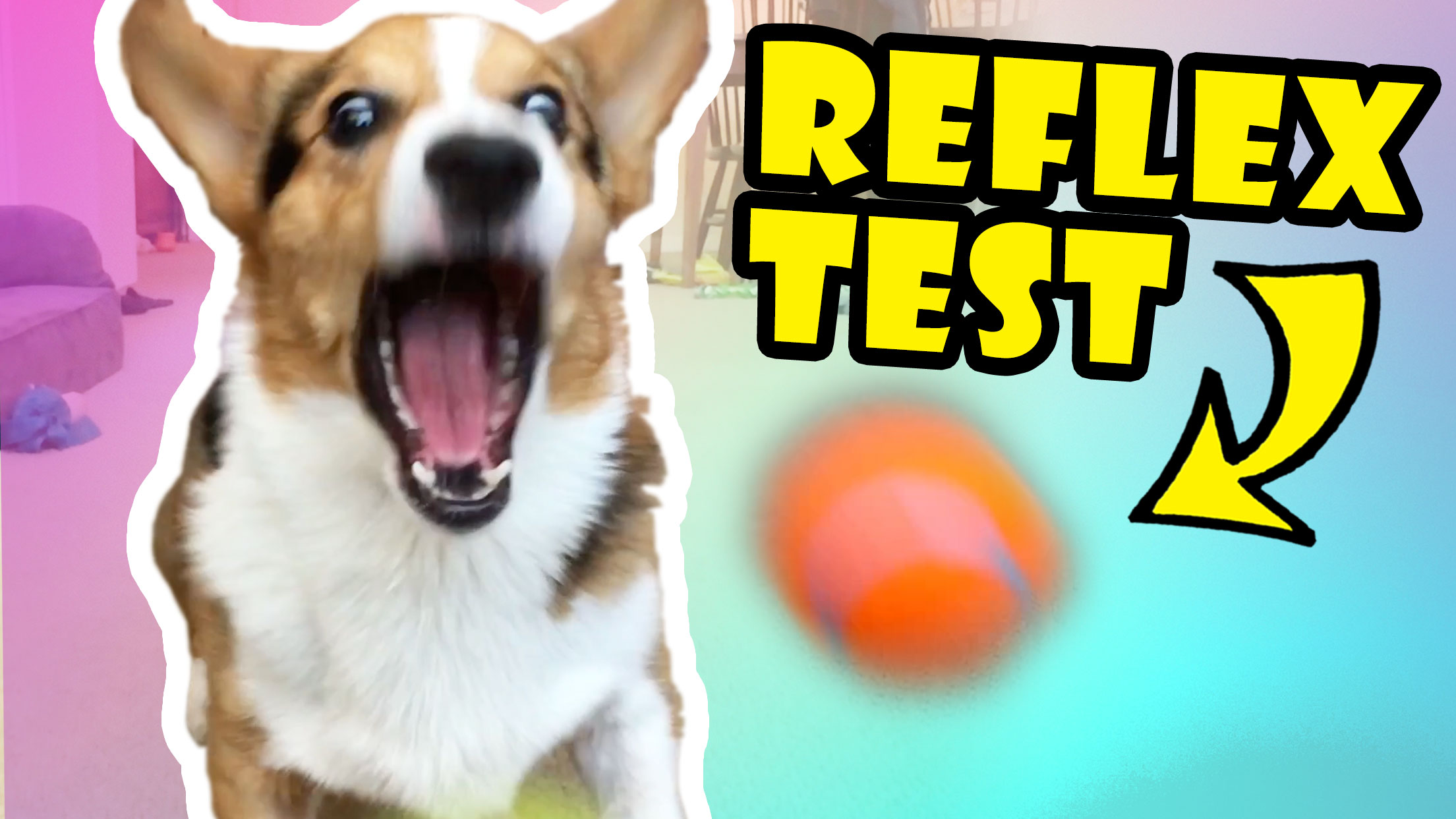 TESTING MY DOG'S REFLEXES -- Corgis FTW!