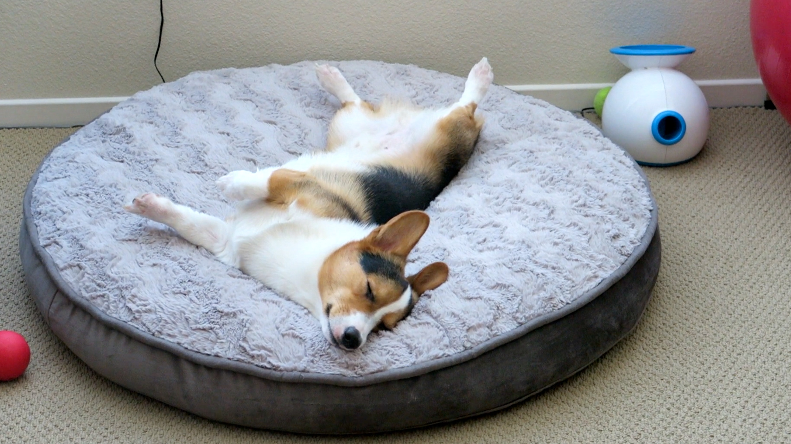 Corgi Sleeping