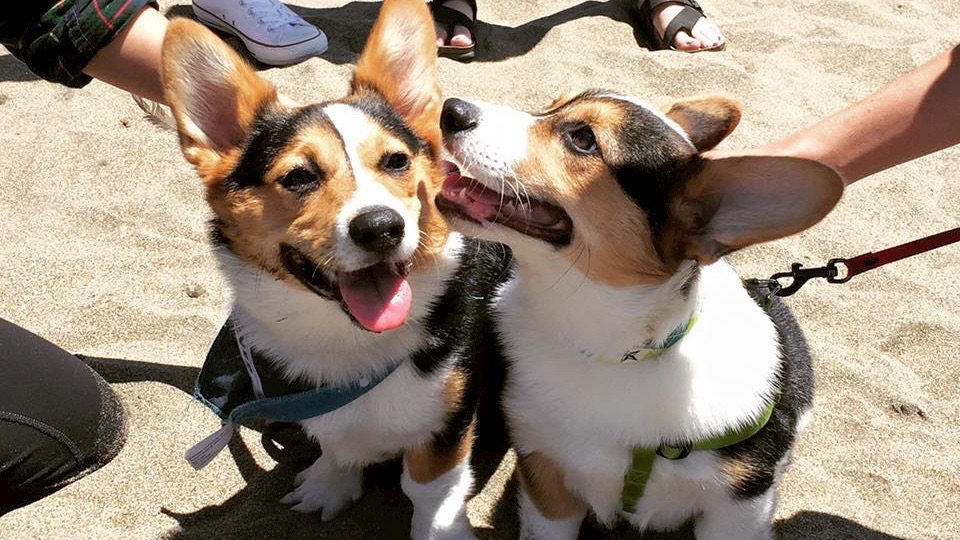 Norcal CorgiCon