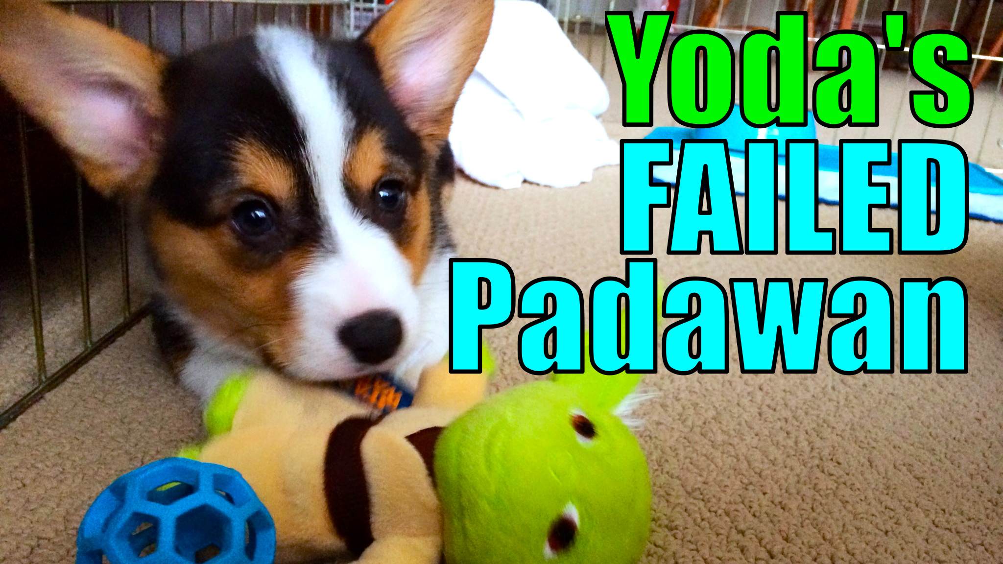 Yoda Corgi
