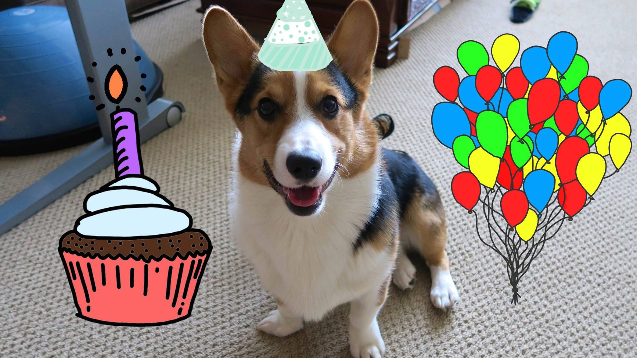 Corgi's Best Day Ever