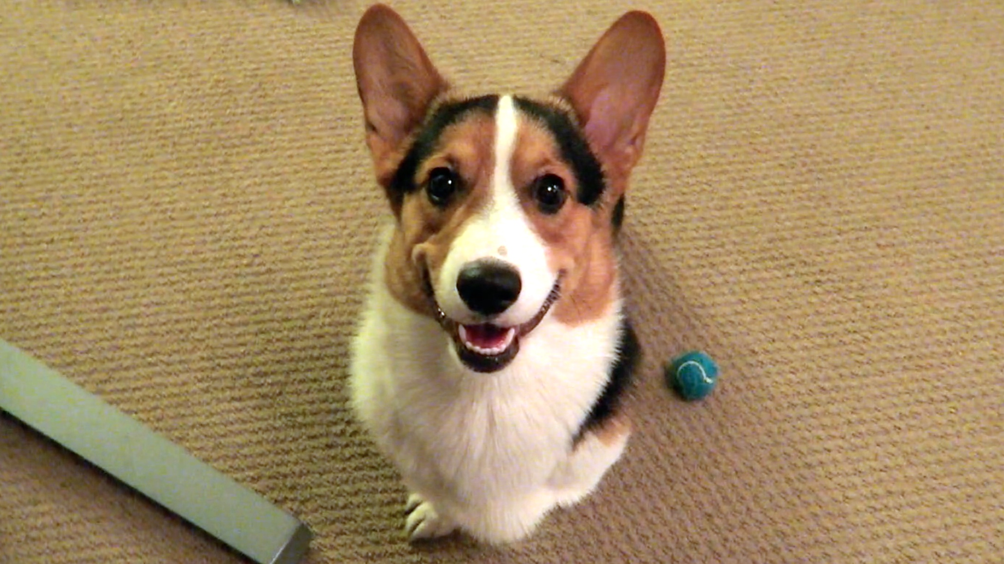 Corgi Dog Smile