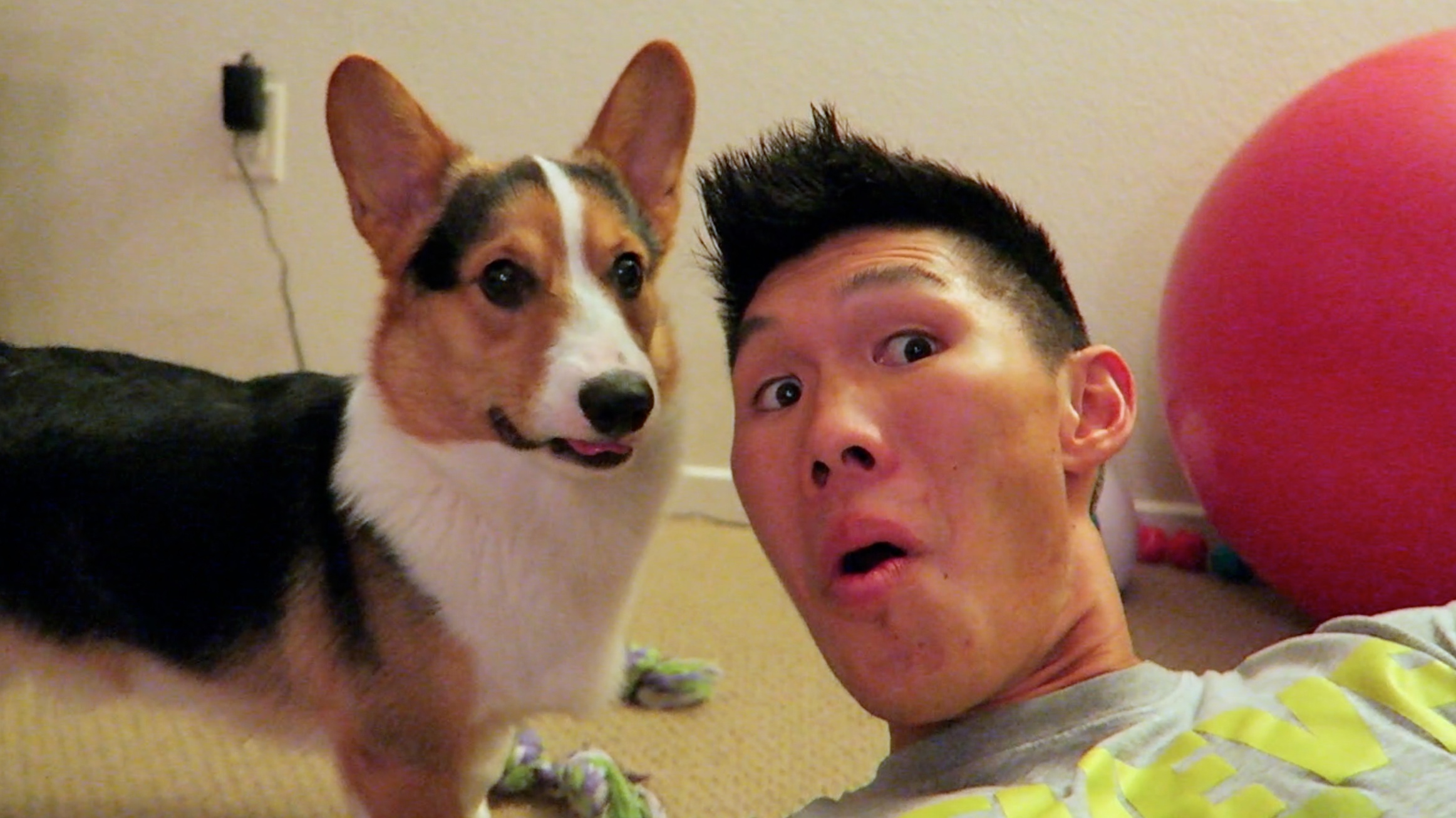 Corgi's Breaking News