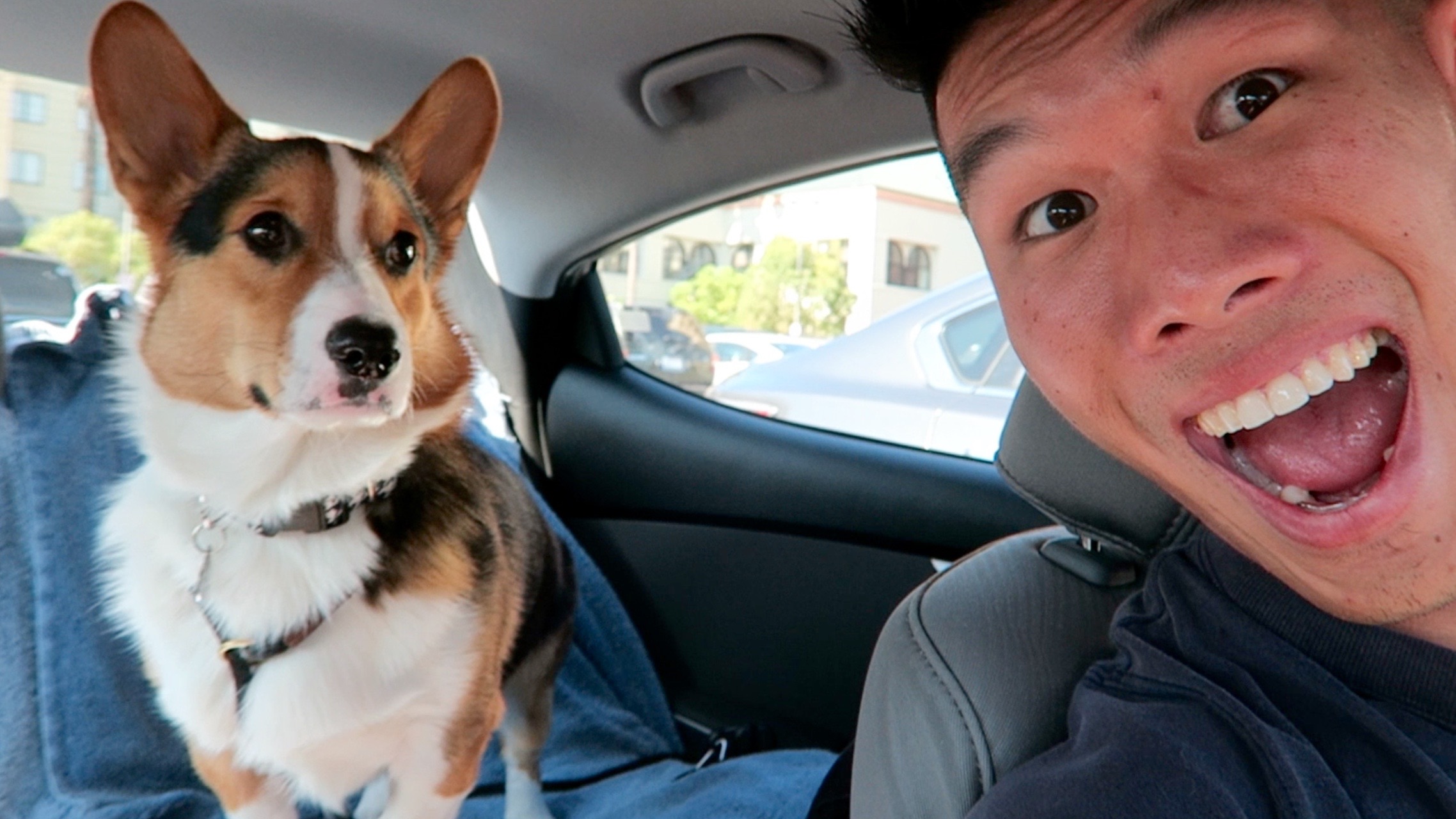 Corgi Road Trip