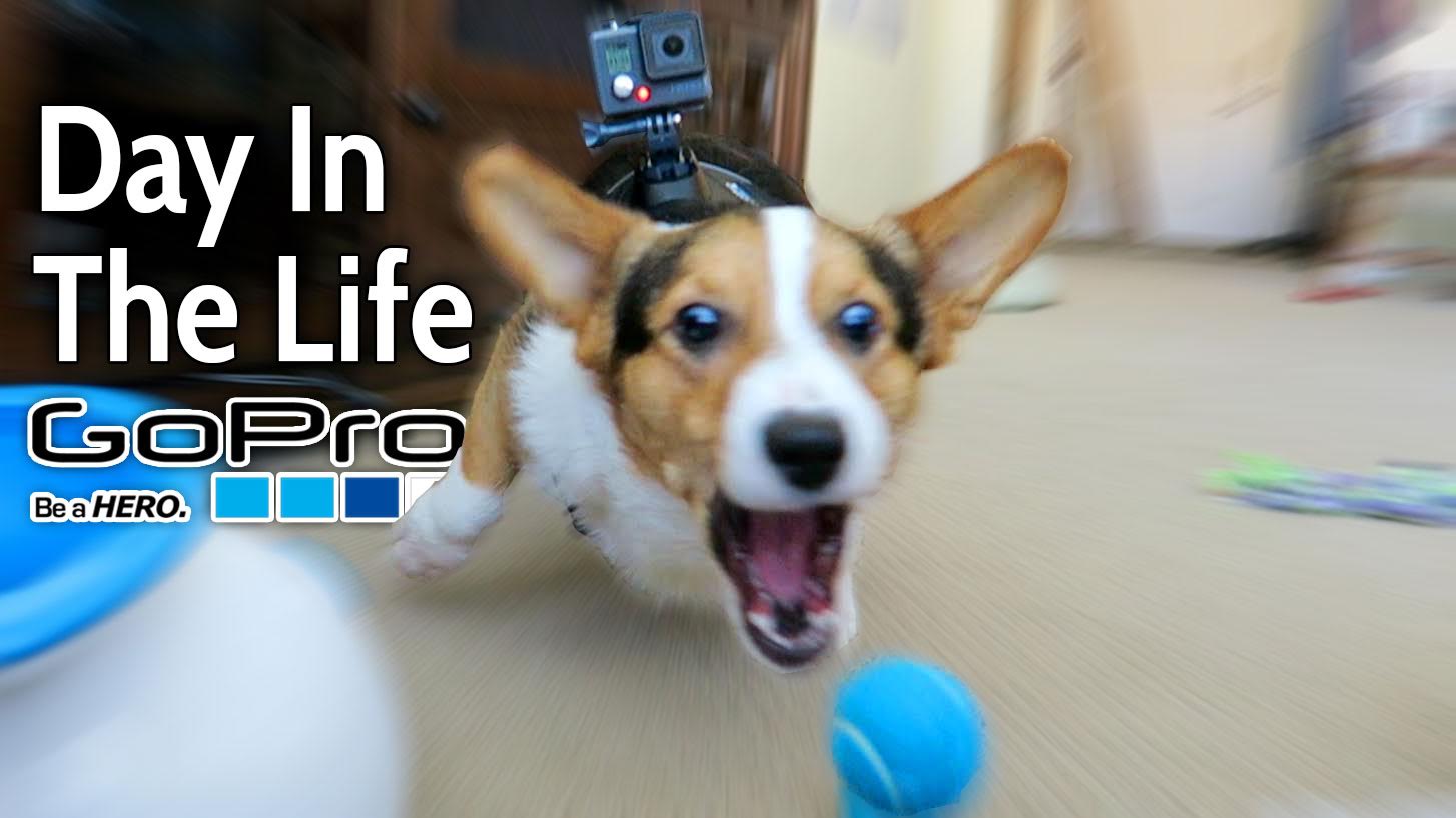CORGI VLOGS HIS BEST DAY W/GOPRO