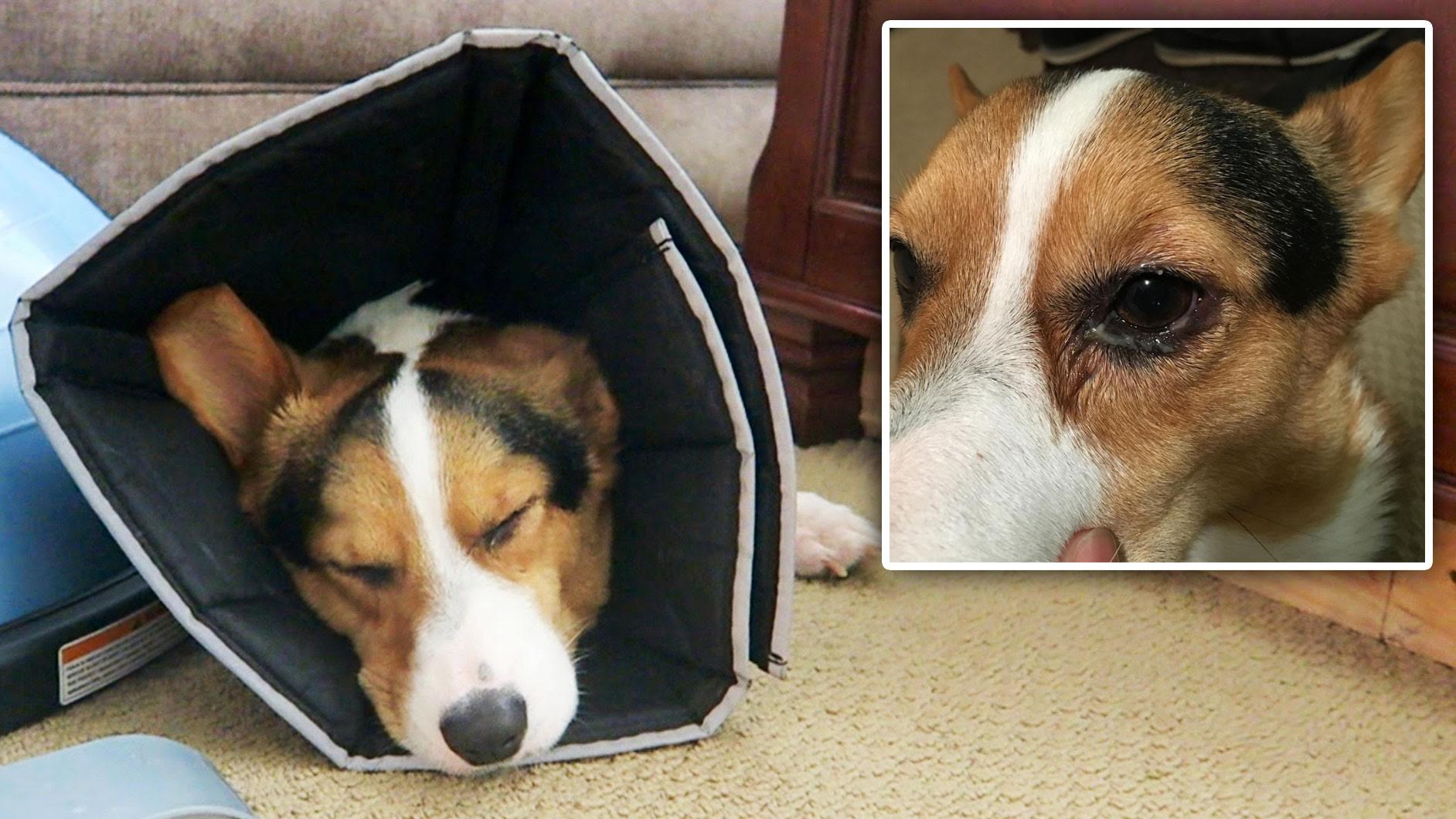 POOR CORGI ATTACKED BY MEAN DOG