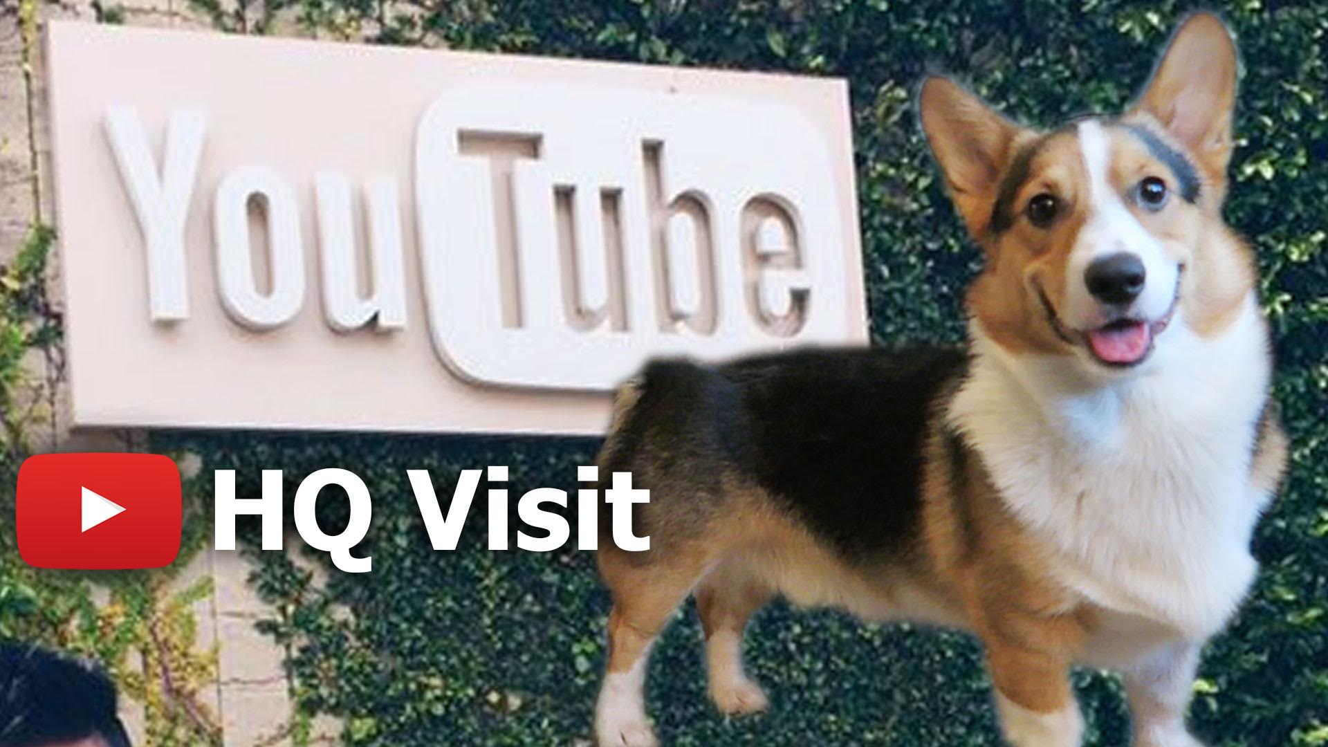 CORGI DOG'S TOUR of YOUTUBE HEADQUARTERS