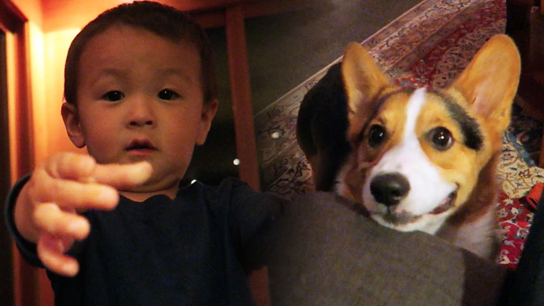 Corgi Meets Baby for First Time