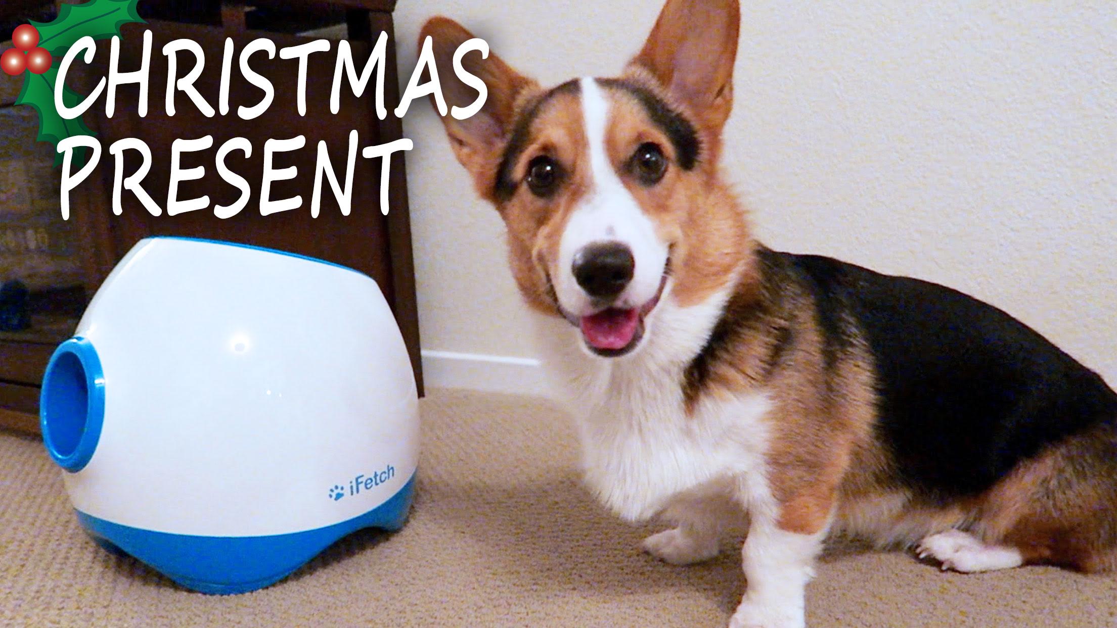 Corgi's Best Christmas Present iFetch Too