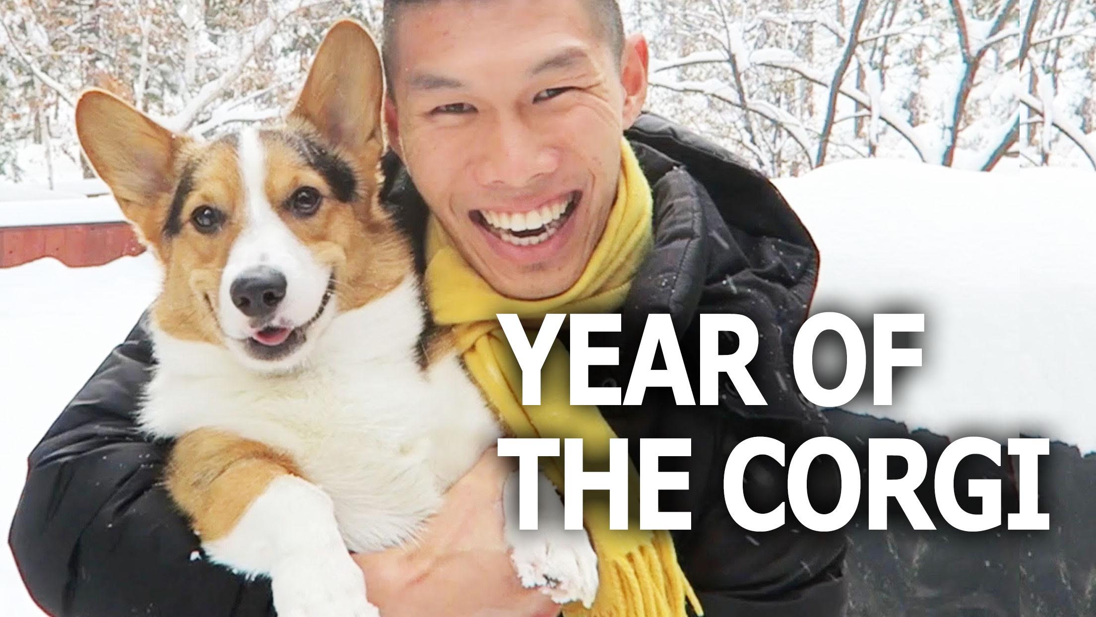 Year of the Corgi Dog