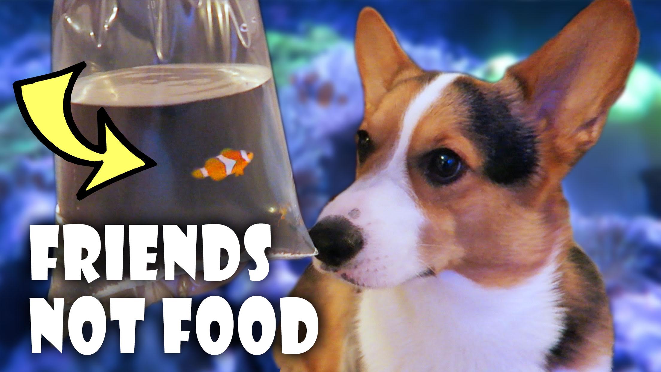 CORGI FINDS NEMO | REEF AQUARIUM SETUP