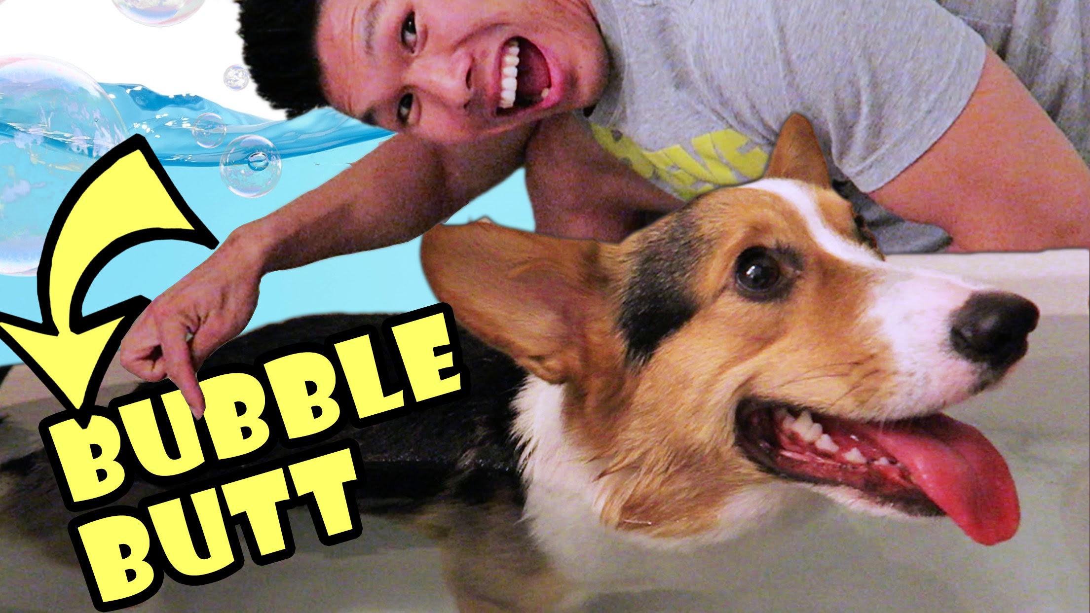 DO CORGI DOG BUTTS FLOAT?!