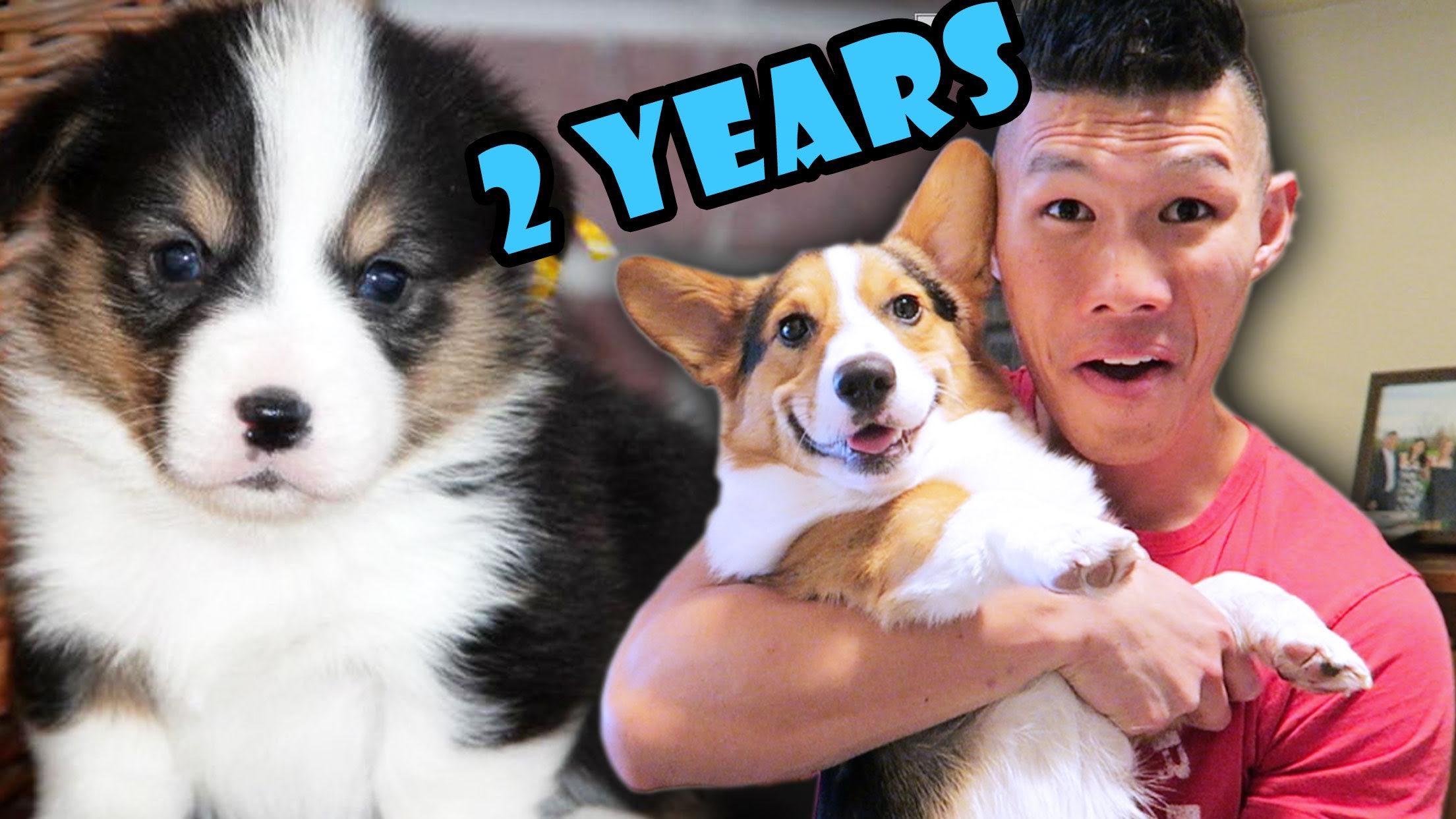 CORGI PUPPY Vs. ADULT DOG COMPARISON