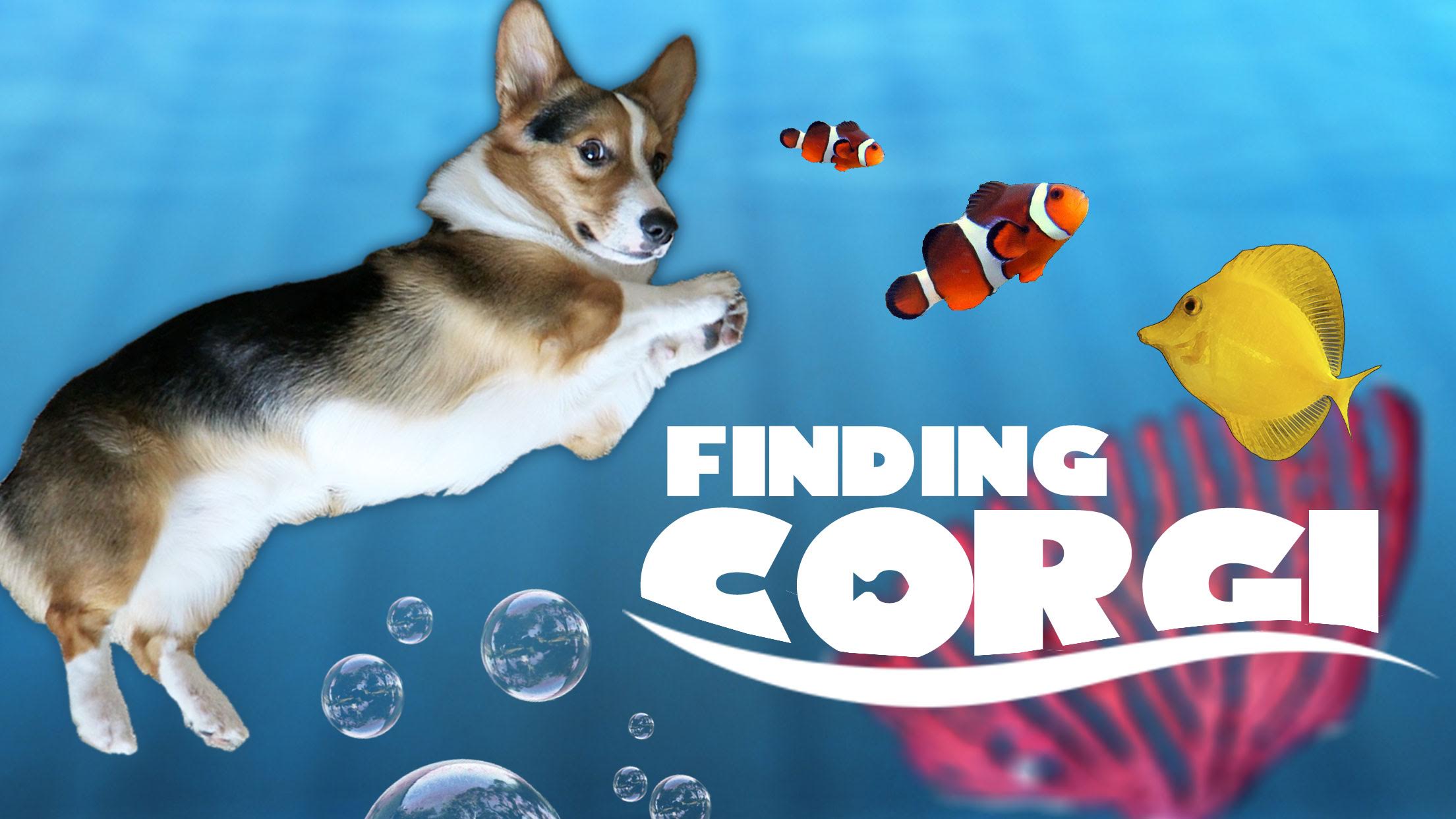 CORGI CARES FOR NEW FISH TANK FRIENDS