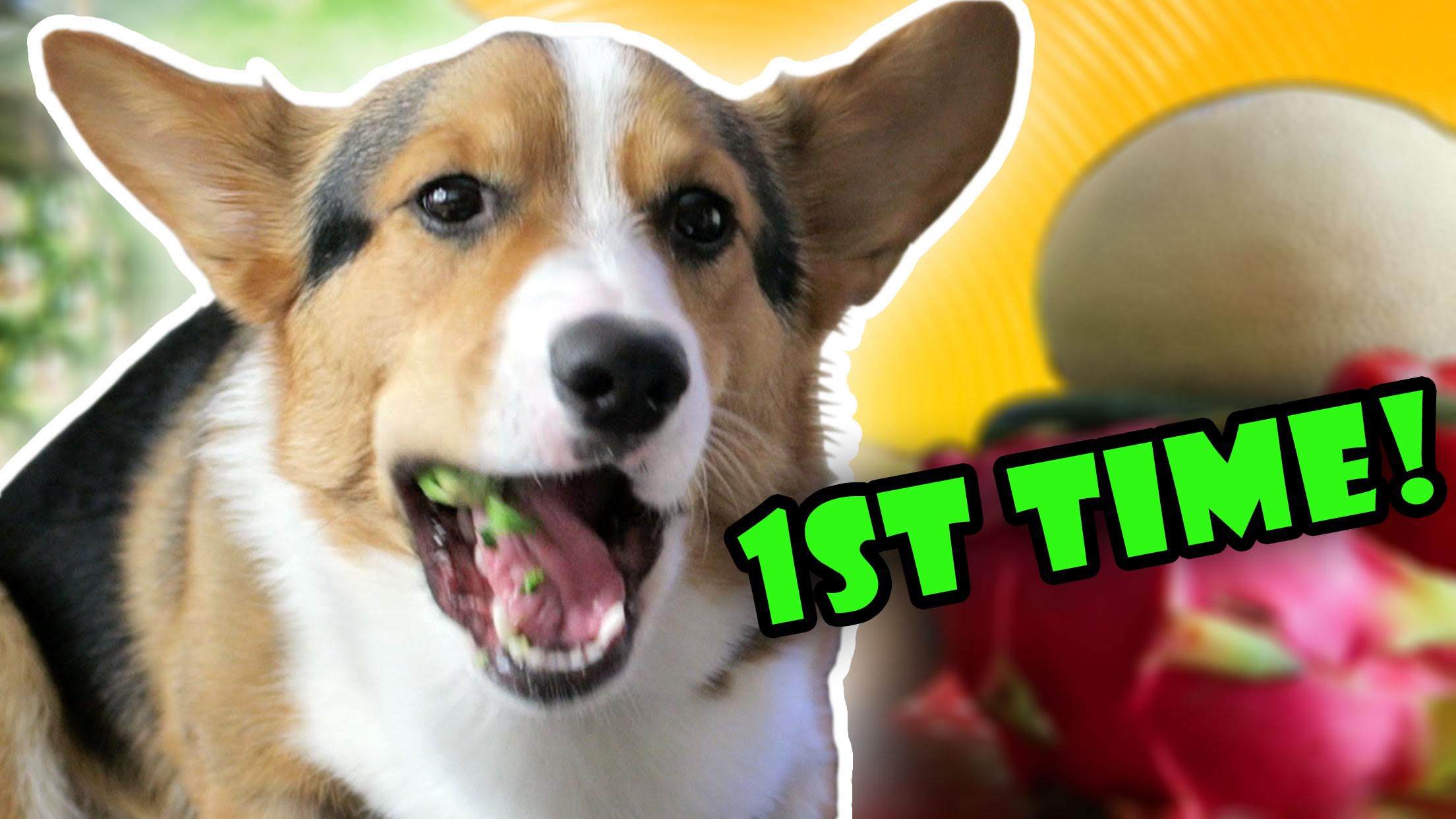 CORGIS REACT TO NEW FOOD TASTE TEST