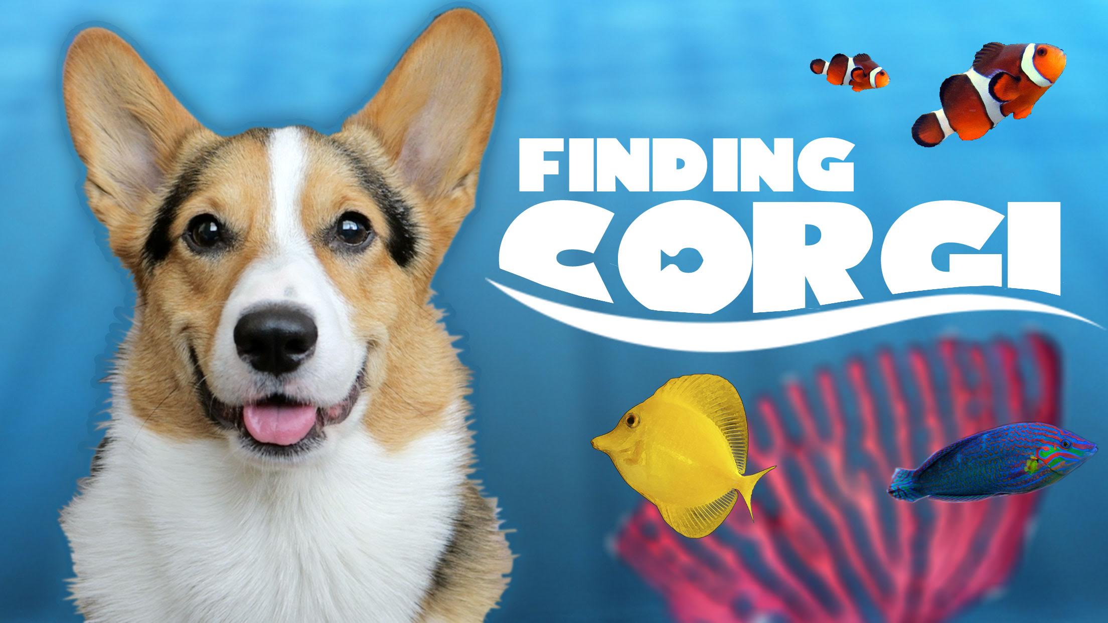 CORGI FINDS FINAL FISH TANK FRIEND | AQUARIUM COMPLETE!!