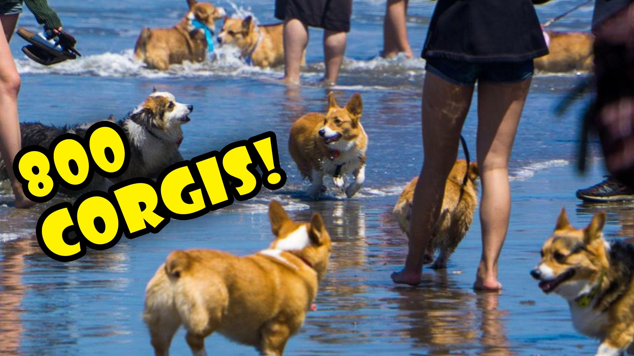 800 CORGIS ON A BEACH || FULL DAY @ CORGI CON