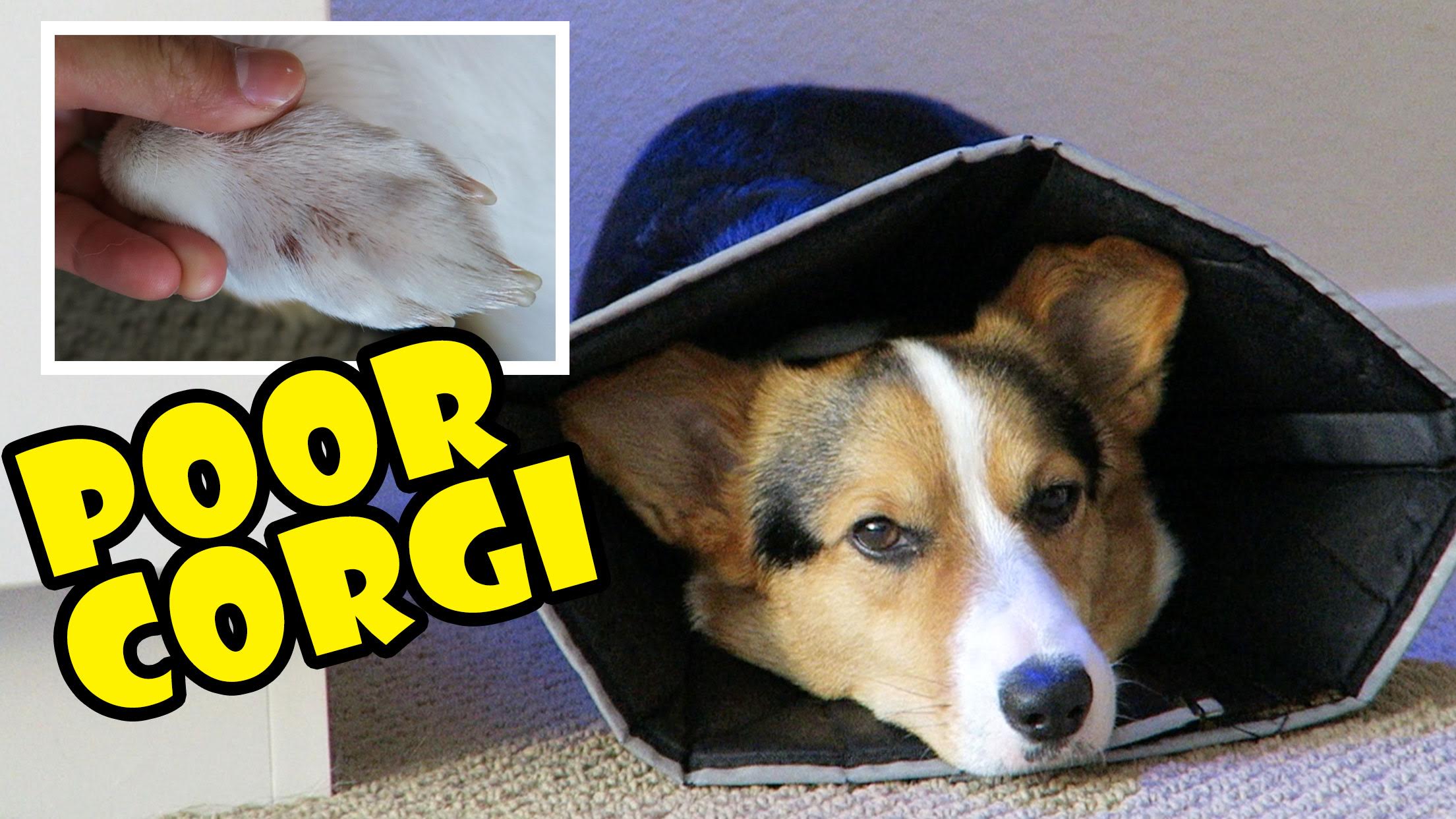 POOR CORGI LICKING OFF HIS FUR