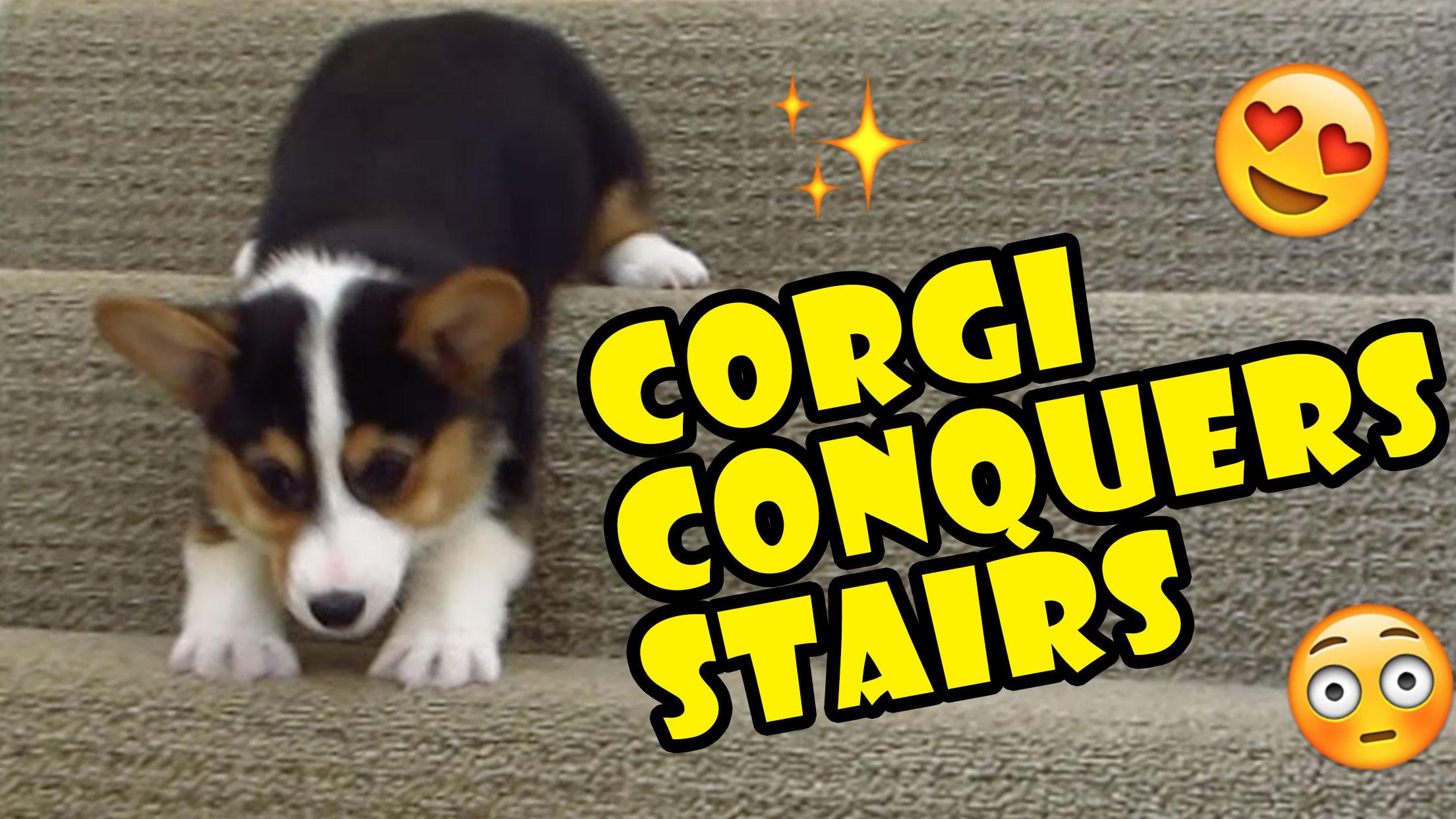 CORGI CONQUERS 163 STAIRS DESPITE SHORT LEGS