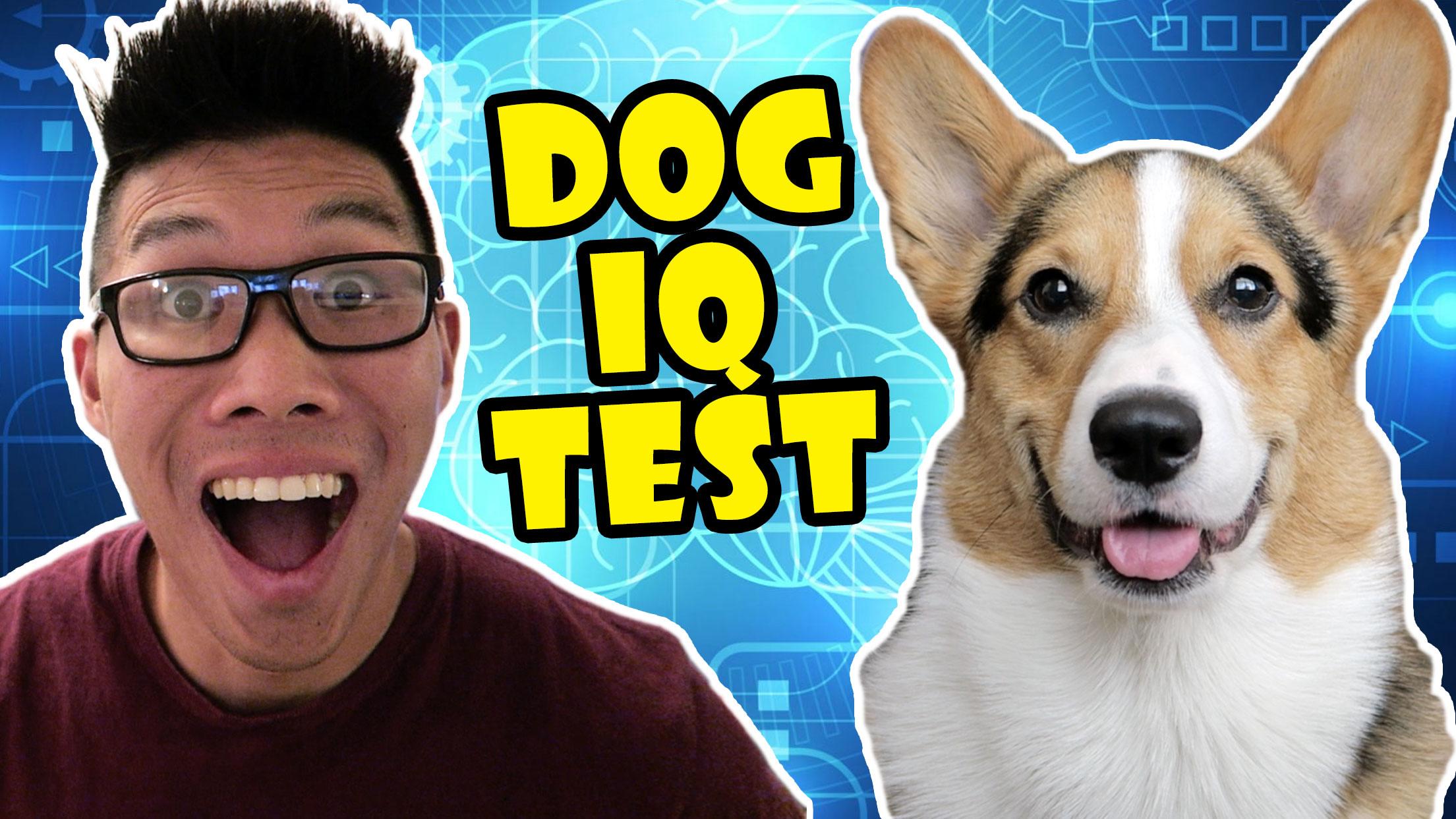 CORGI vs IQ TEST, CAN HE PASS?