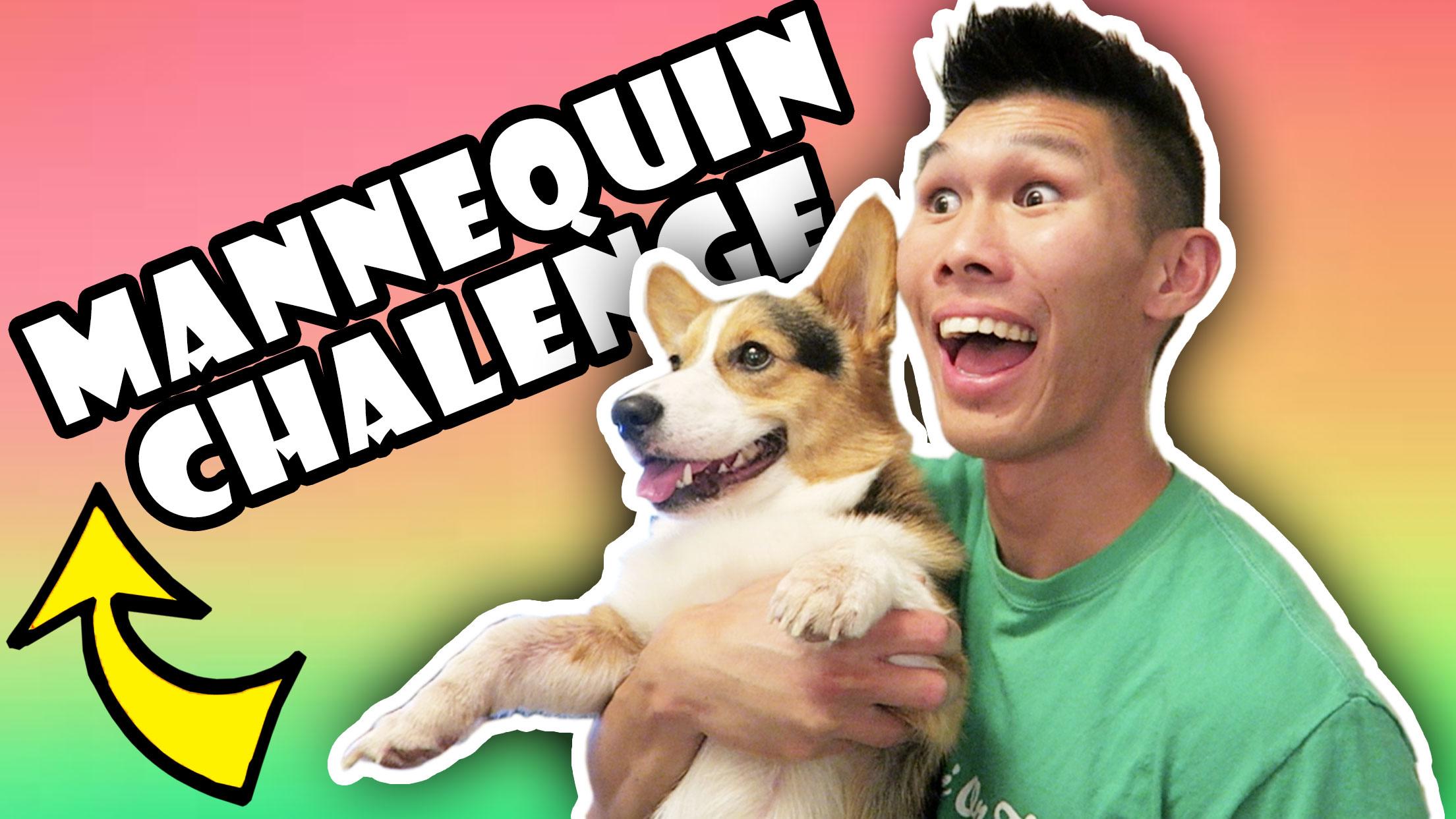 CORGI DOG NAILS MANNEQUIN CHALLENGE
