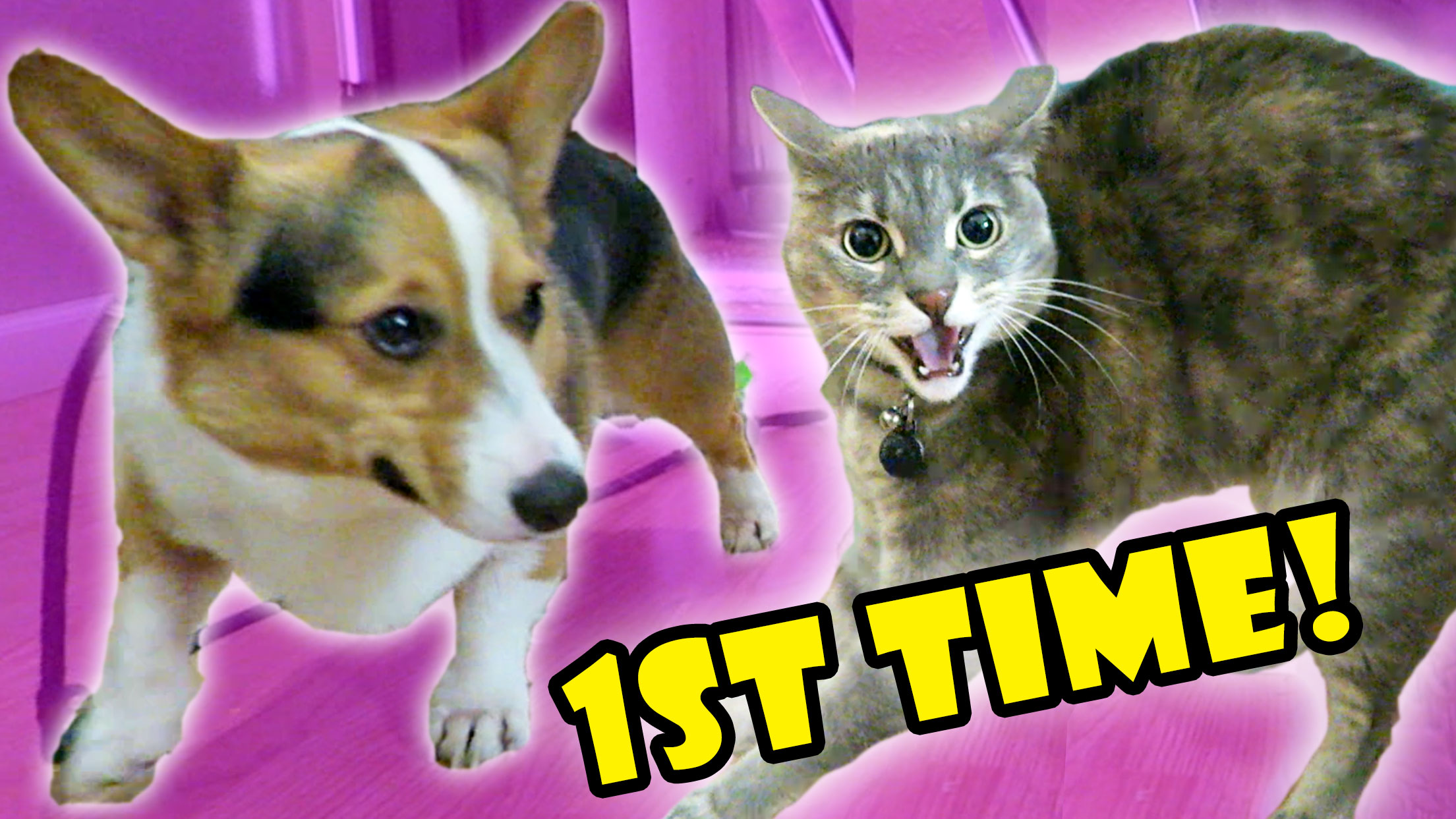 CORGI DOG MEETS CAT 1st TIME -- FAIL