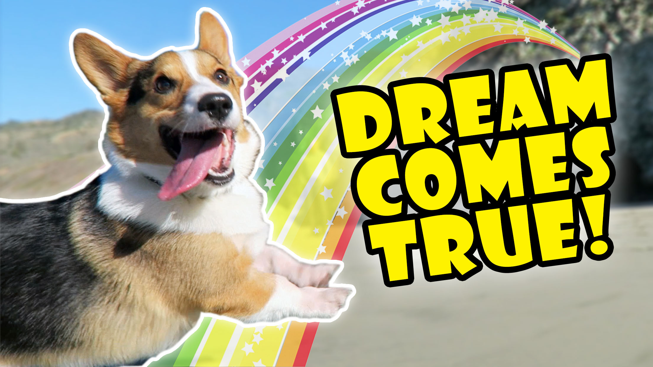 CORGIS DREAM COMES TRUE -- Best Day Ever!