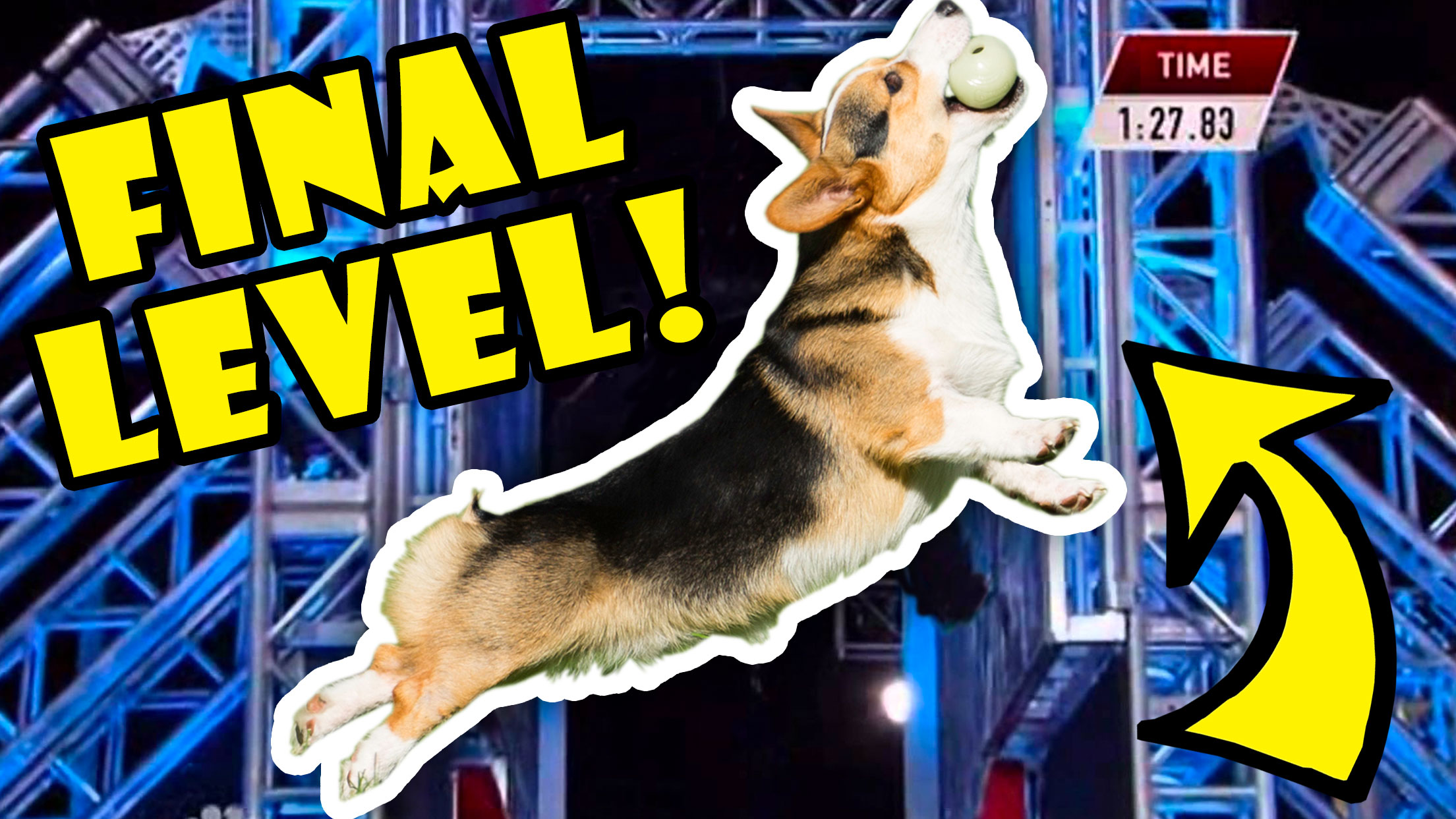 CORGI ATTEMPTS FINAL LEVEL OBSTACLE COURSE